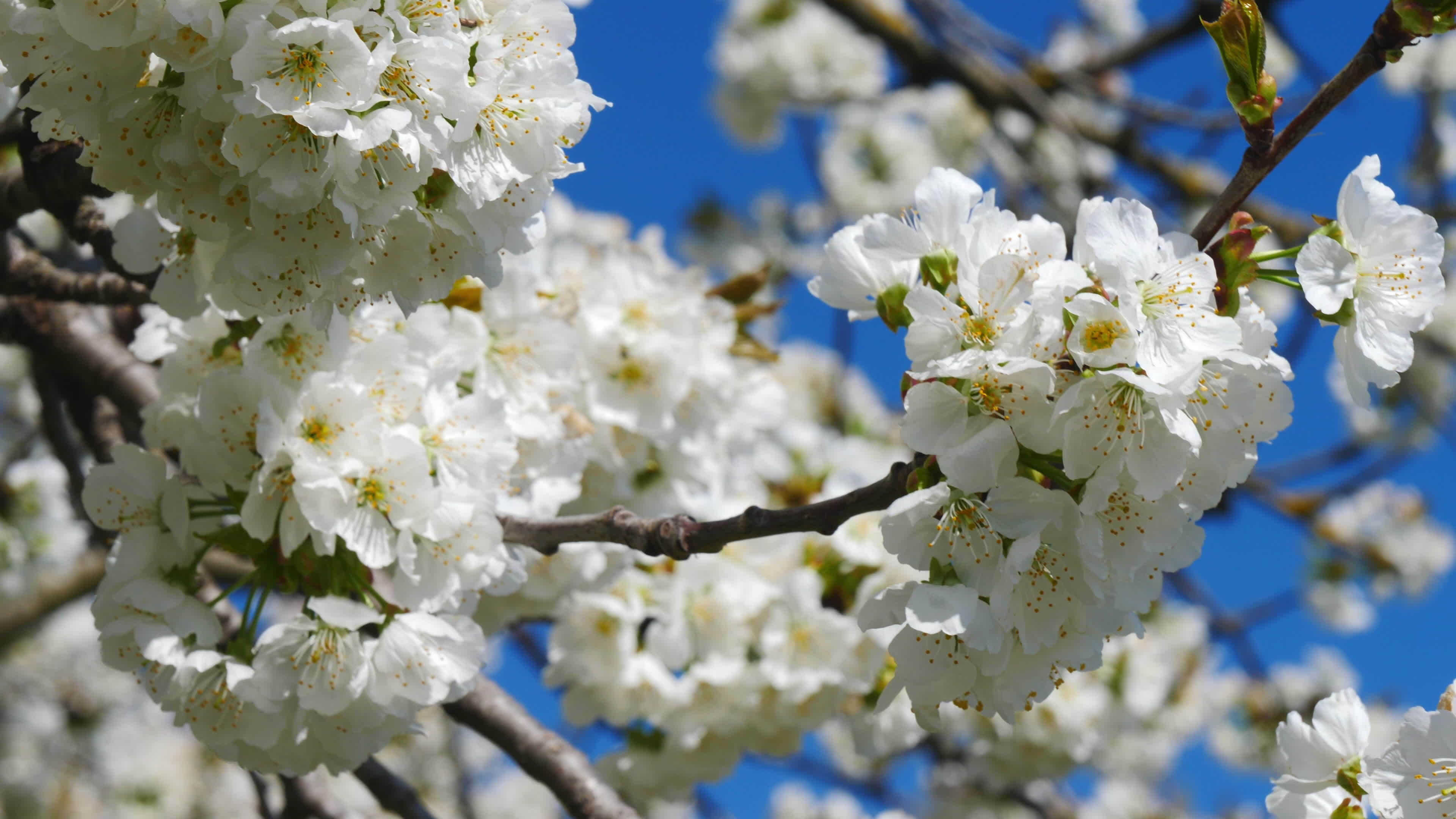 Apple tree flowers blossoming, Wind's gentle kiss, Stock video, Nature's dance, 3840x2160 4K Desktop