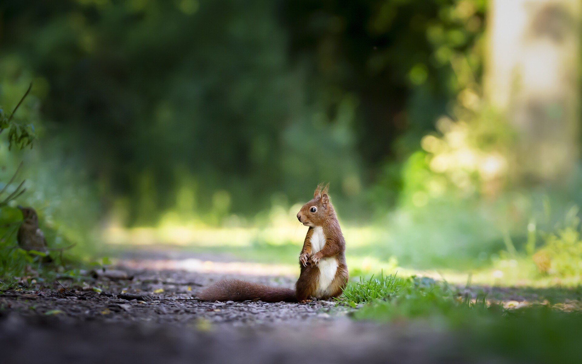 Squirrel: Herbivorous animals, Feed on a variety of plants. 1920x1200 HD Wallpaper.