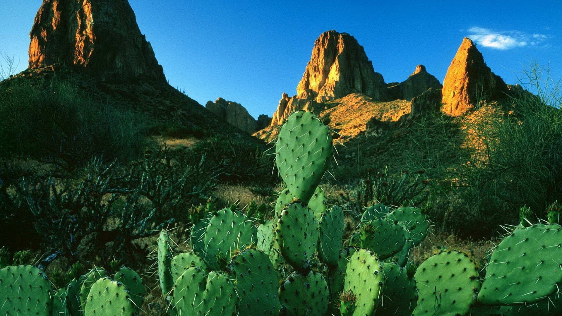 Cactus: Mexico has the greatest number and variety of species. 1920x1080 Full HD Background.