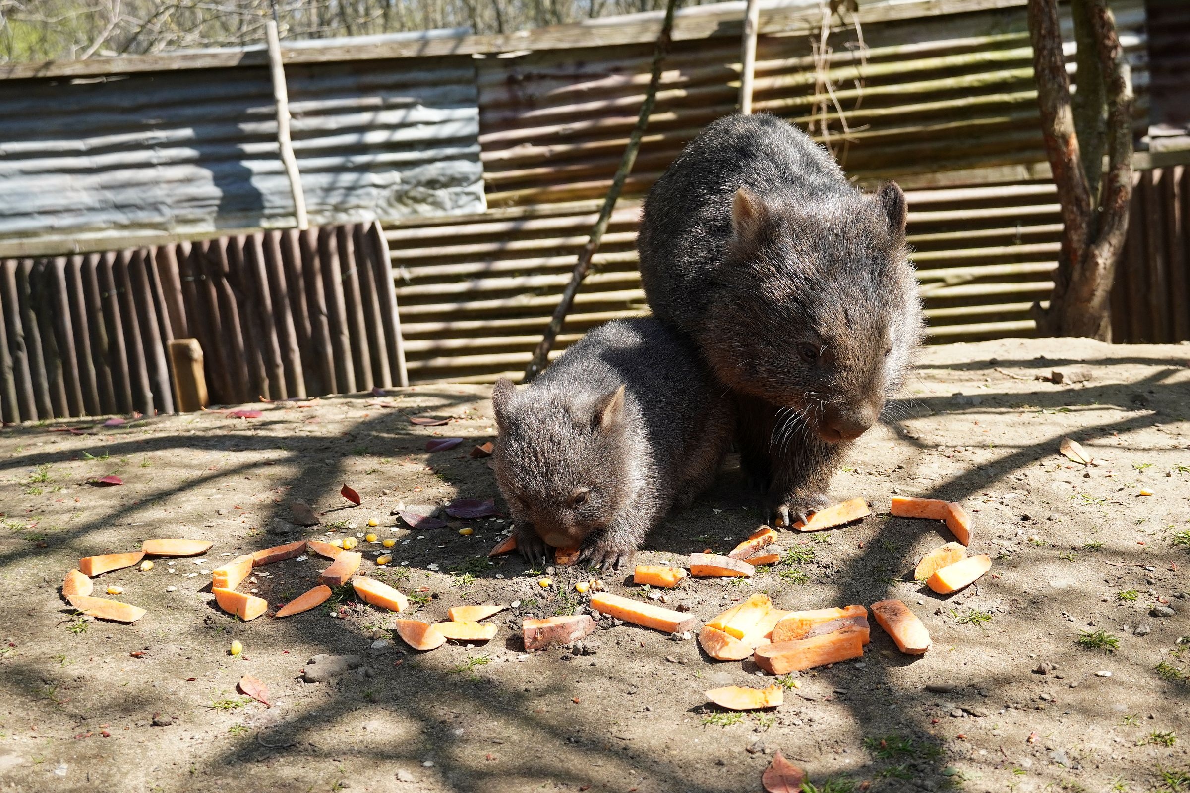 Little Cooper, Wombat adventures, Zoo Hannover, 2400x1600 HD Desktop