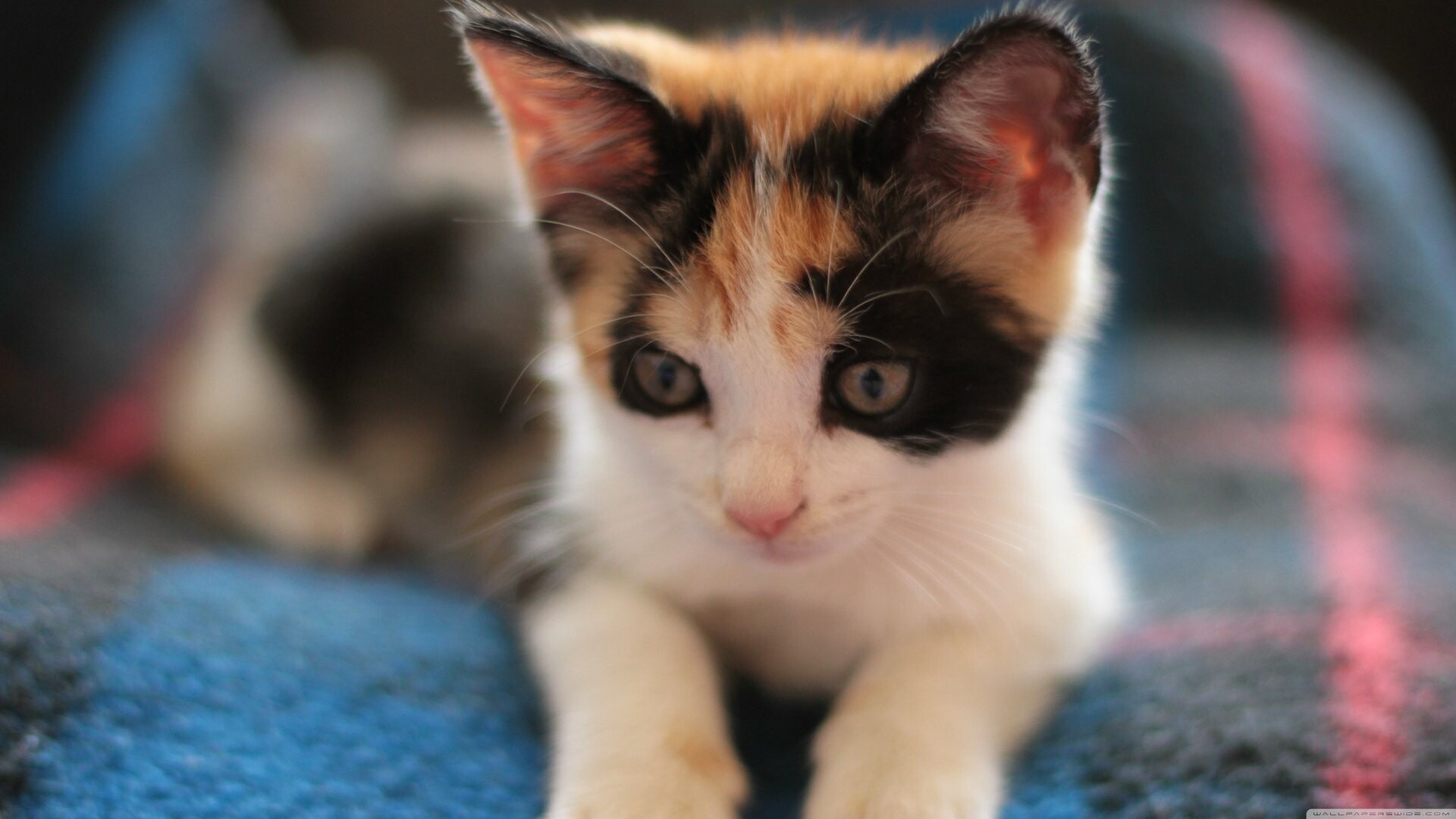 Kitten: Domesticated member of the family Felidae. 1920x1080 Full HD Background.