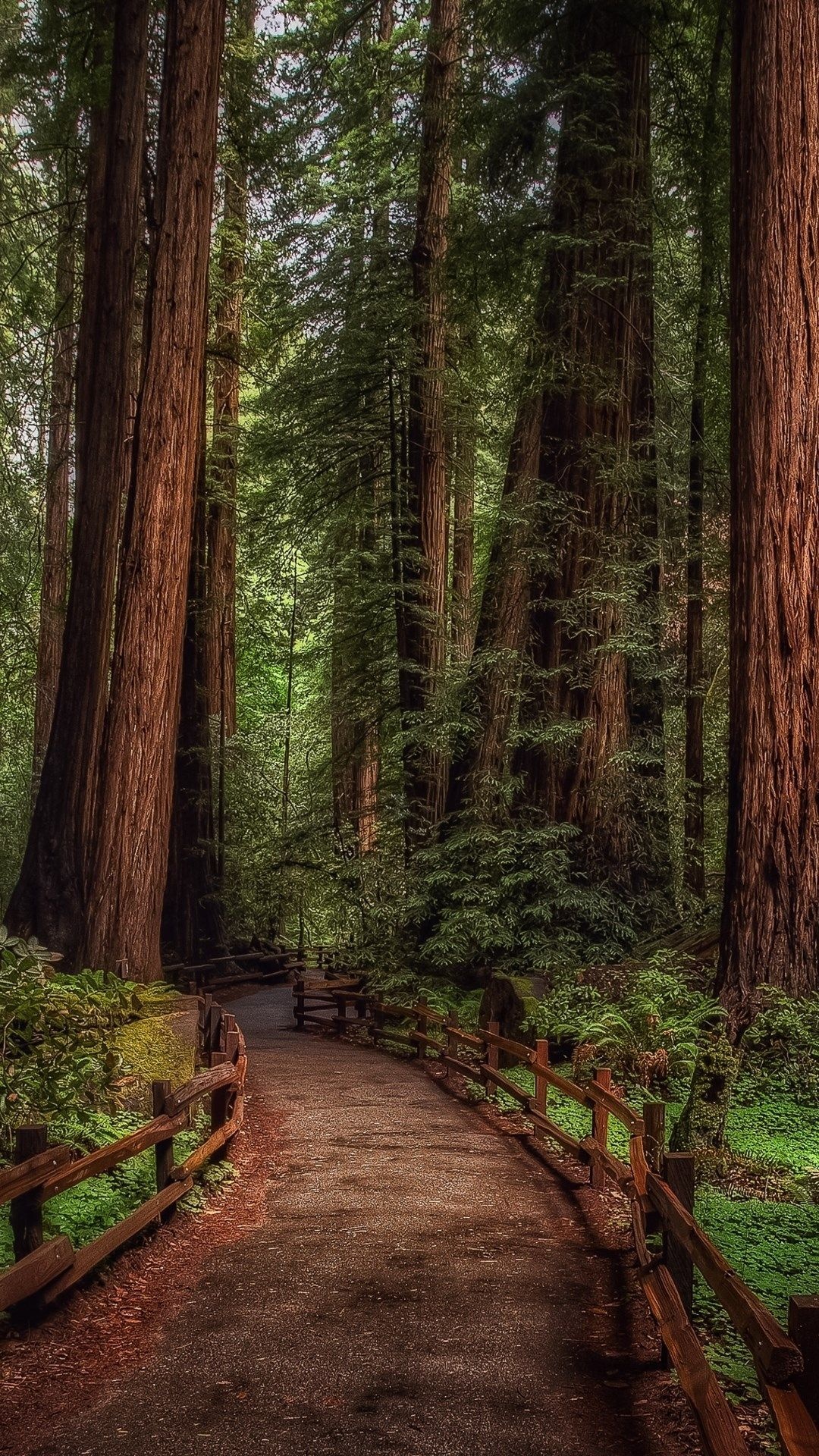 Redwood trees iPhone, Nature's giants, HD beauty, Photographic inspiration, 1080x1920 Full HD Phone