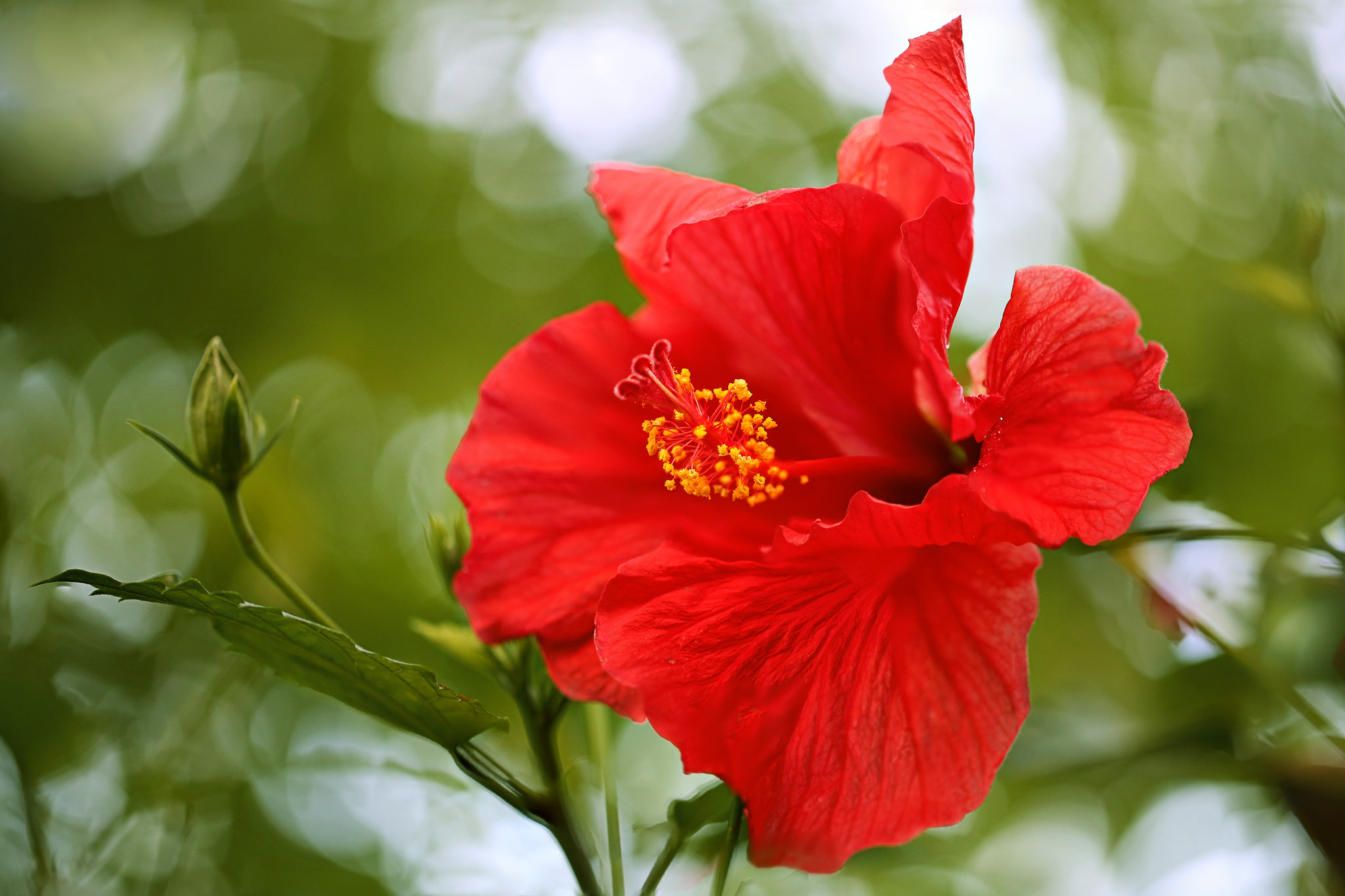 Hibiscus, Bokeh flower, Red flower wallpaper, Nature, 2050x1370 HD Desktop