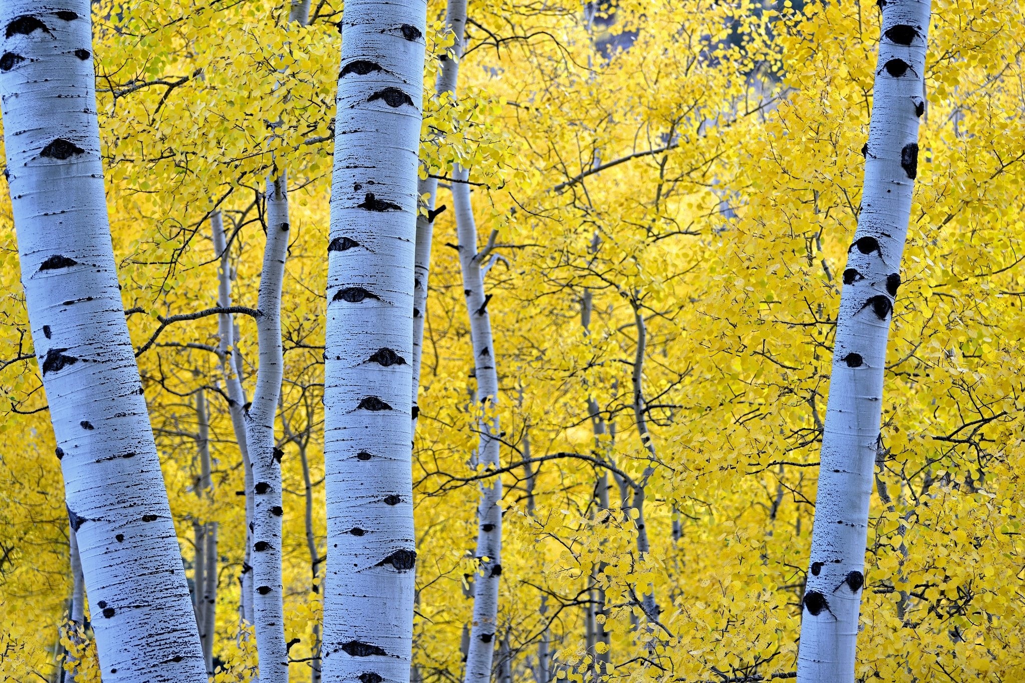 Autumn seasons trunk, Foliage birch nature, Forest wallpaper, 599130, 2050x1370 HD Desktop