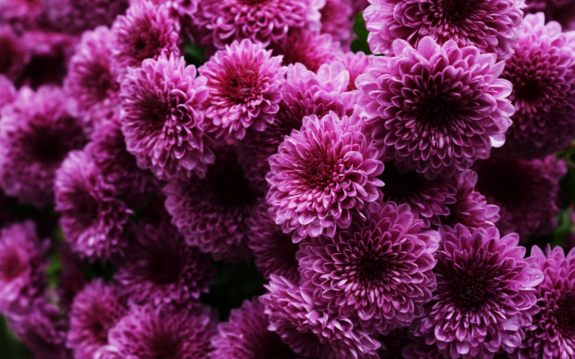 Chrysanthemum: Chrysanthemums are great for growing directly in the garden or in containers. 1920x1200 HD Wallpaper.