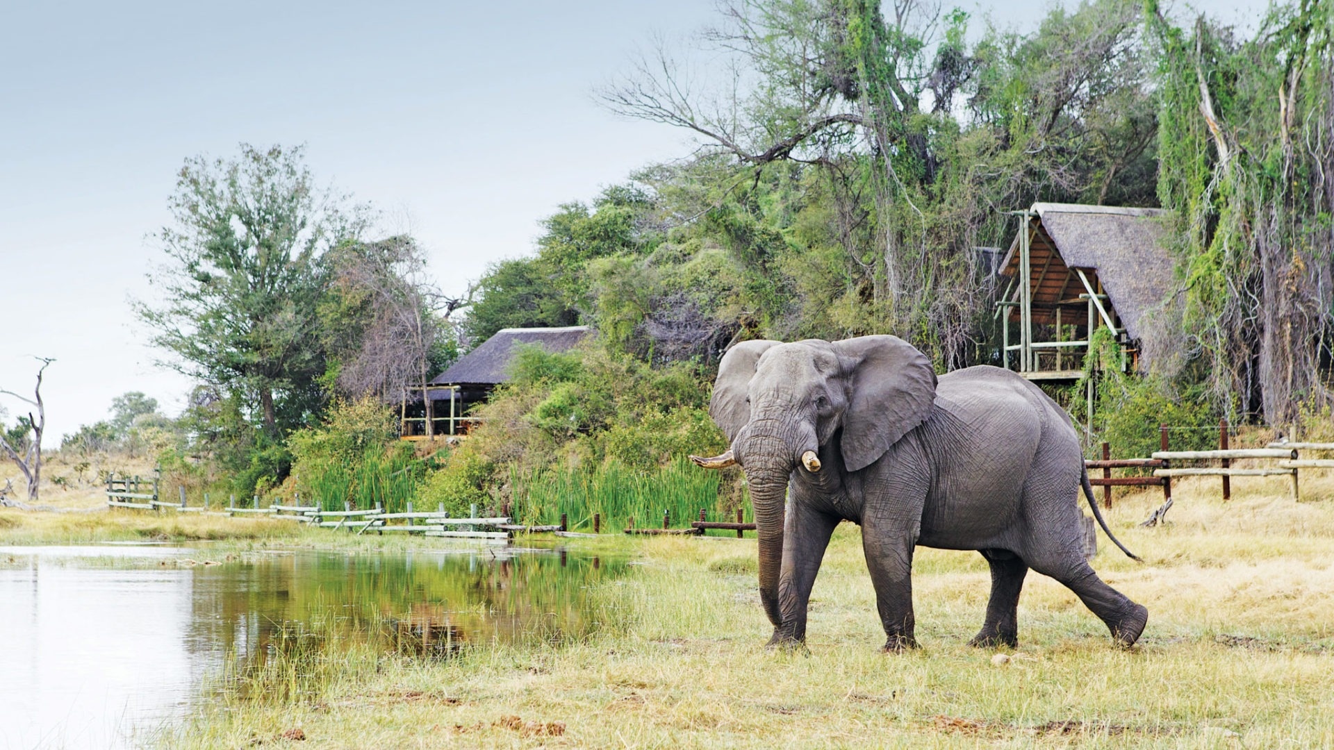 Green season safari, Botswana's beauty, Wildlife wonders, Unforgettable memories, 1920x1080 Full HD Desktop
