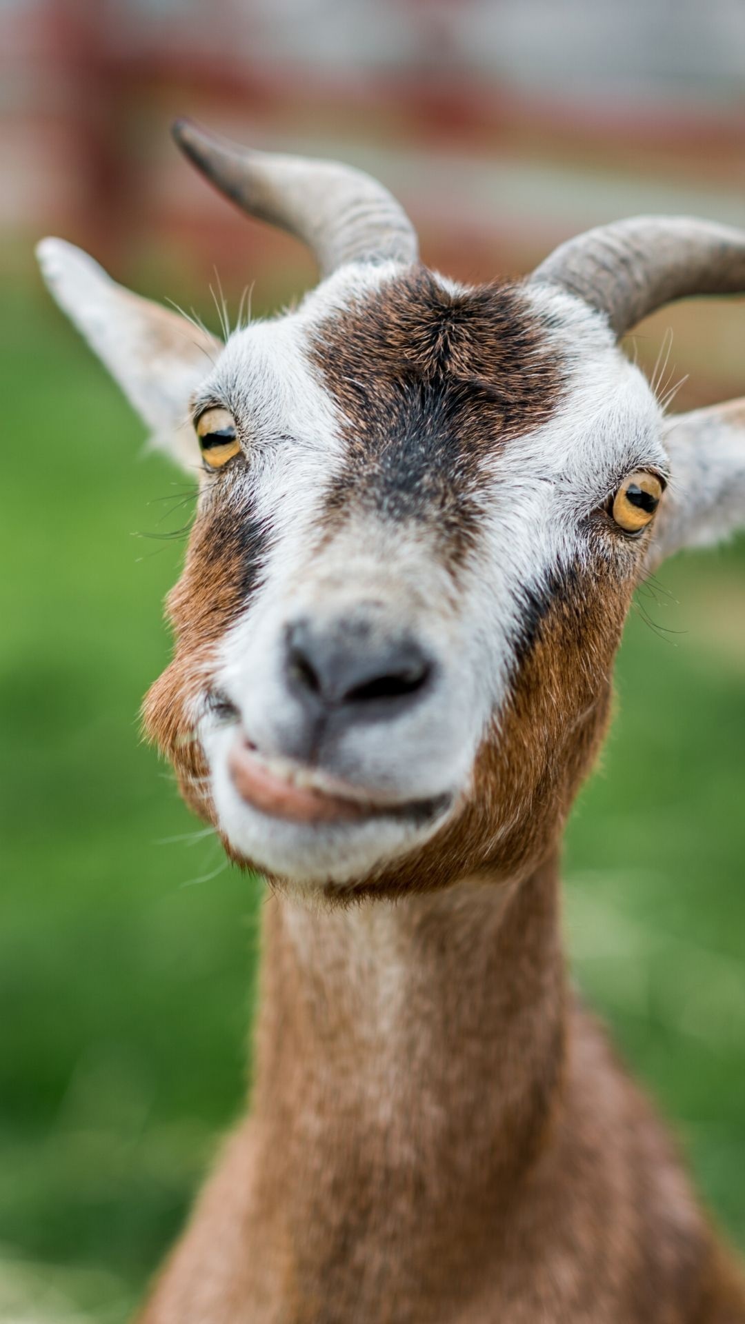 Funny goat pictures, Amusing goat moments, Hilarious goat wallpapers, Goats with personality, 1080x1920 Full HD Phone