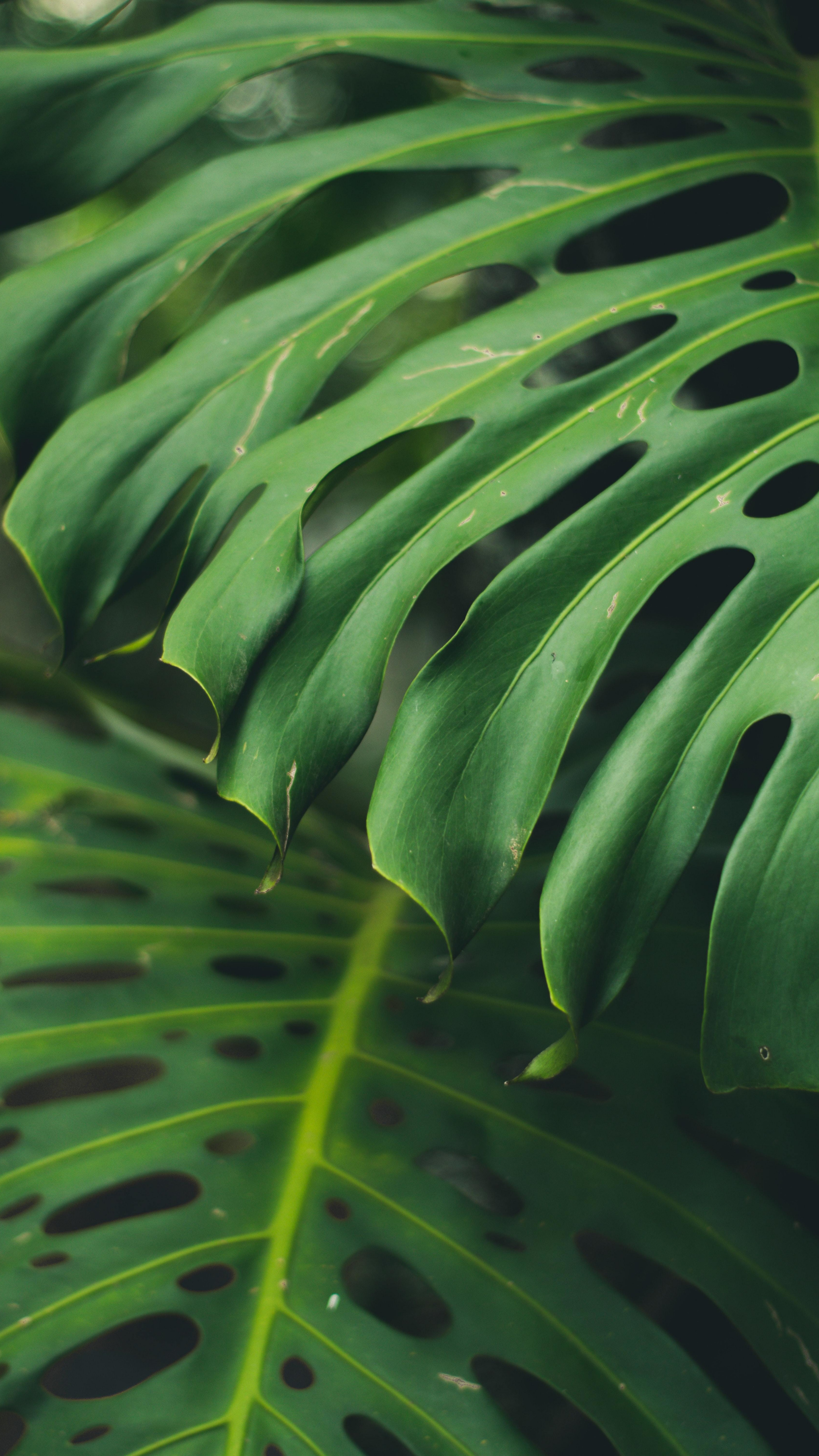 Green Leaf: Monstera deliciosa, The Swiss cheese plant, The split-leaf philodendron, The flowering plant. 2160x3840 4K Wallpaper.