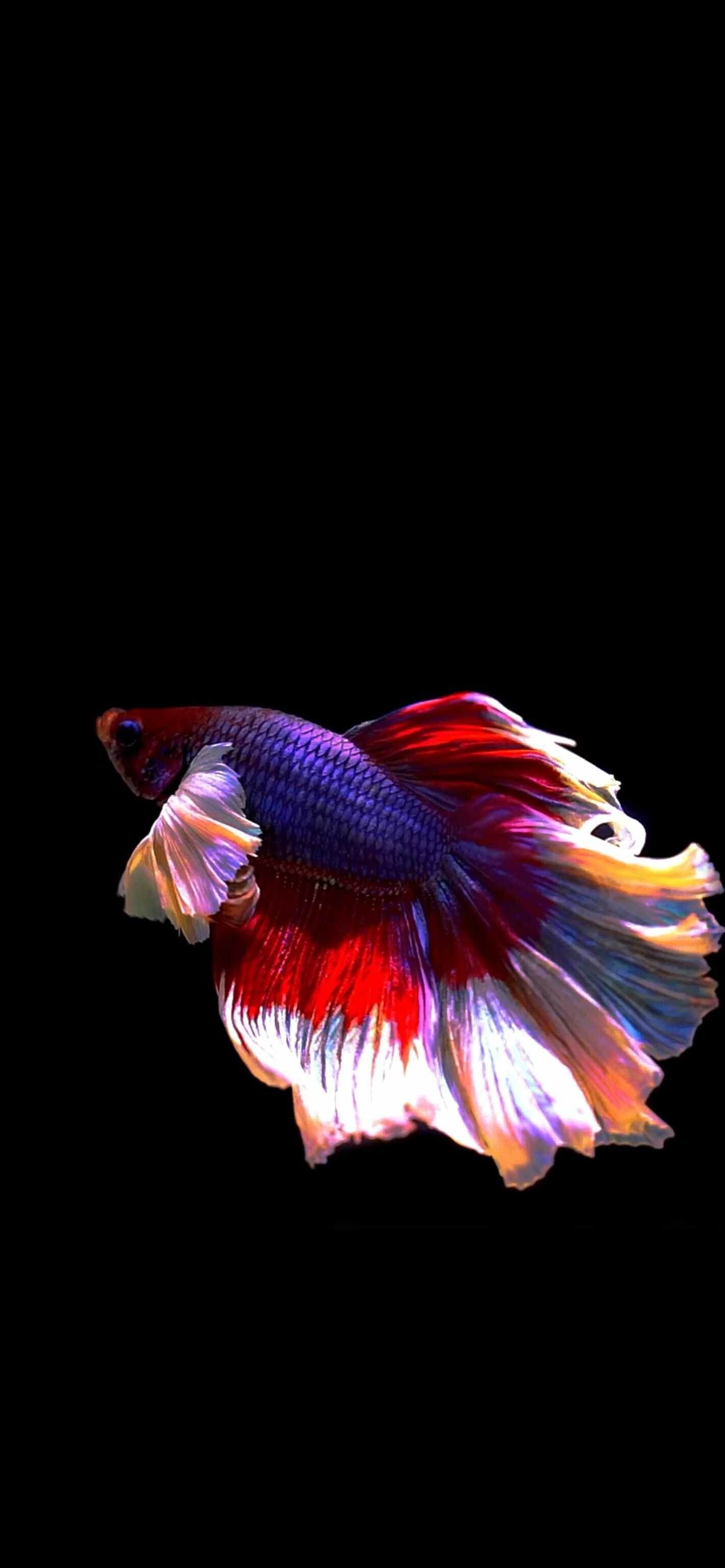 Fish: Betta, Aquatic vertebrates. 1430x3080 HD Wallpaper.
