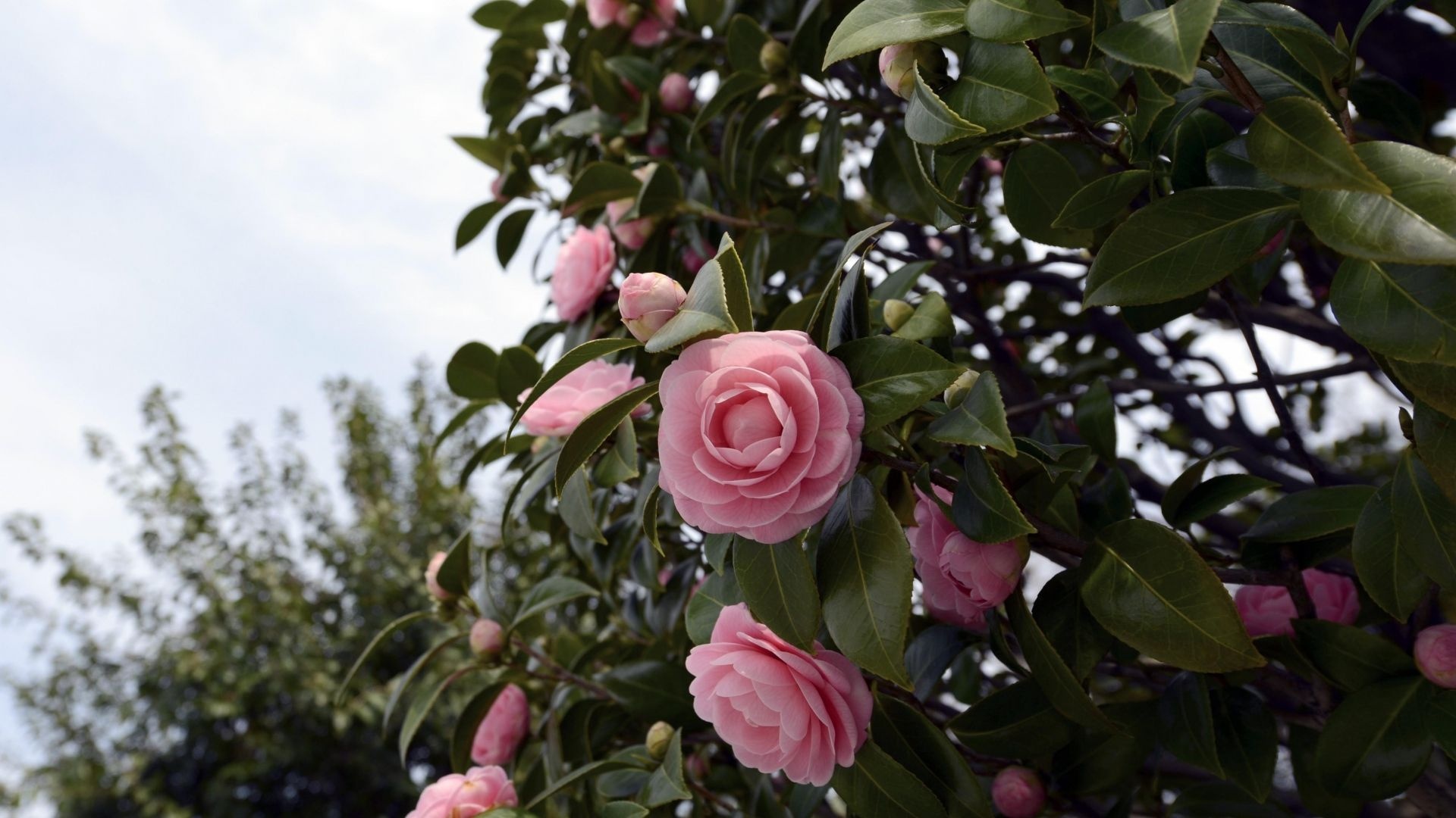 Camellia flowering shrubs, Branches wallpaper, Beautiful blooms, Floral paradise, 1920x1080 Full HD Desktop