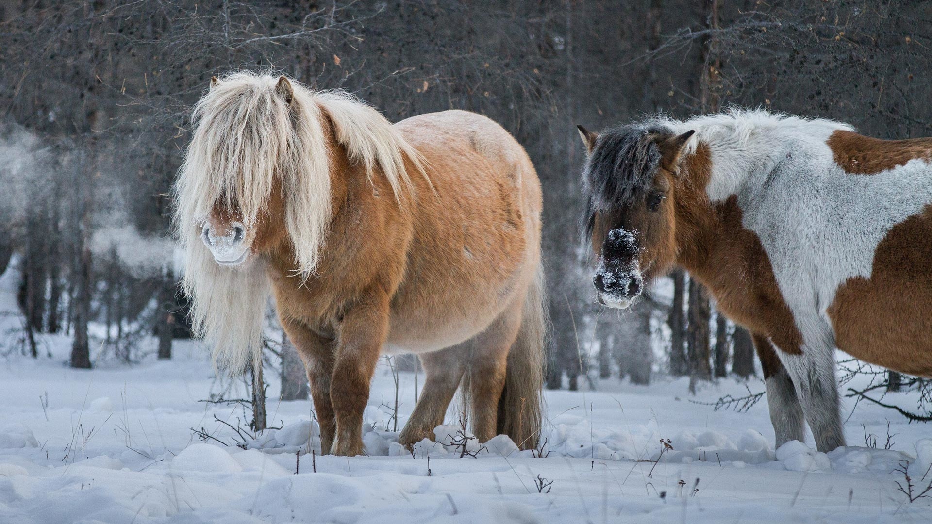 Frost-resistant horses, Yakutia's resilient breed, Extreme winter conditions, Nature's adaptability, 1920x1080 Full HD Desktop