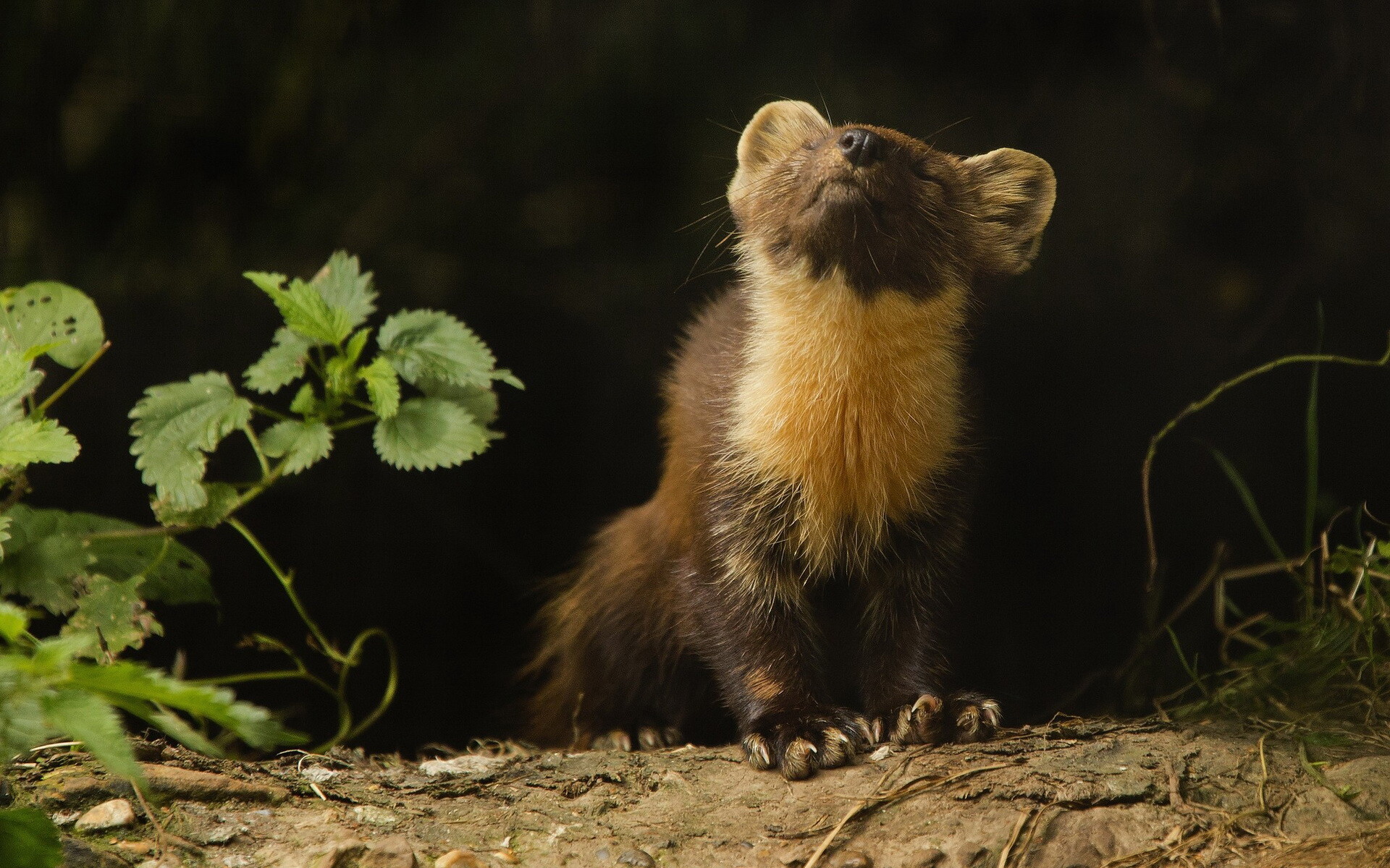 Ferret: An animal belonging to the weasel family, Mustelidae. 1920x1200 HD Background.