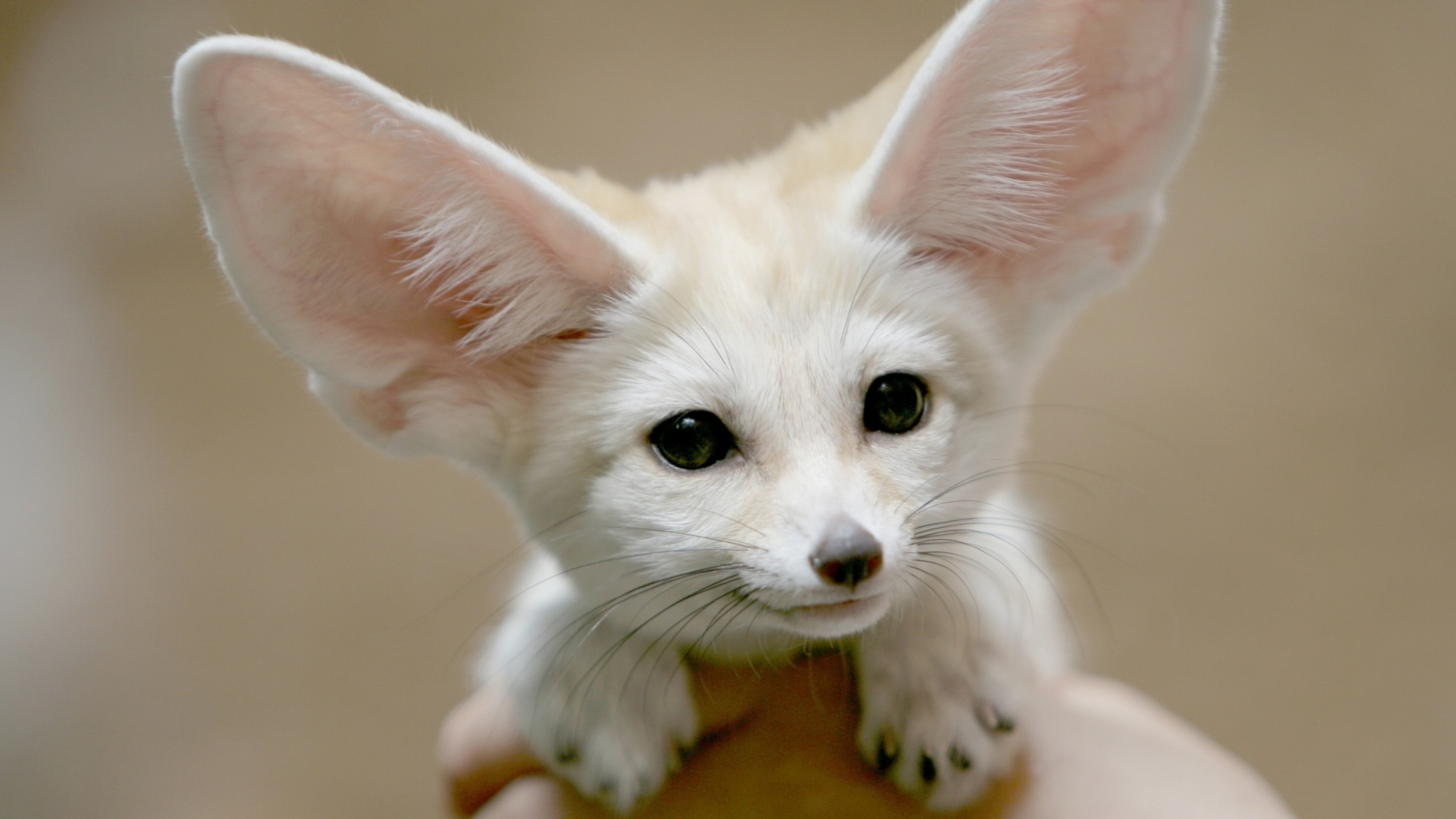 Fennec Fox, Cute big ears wallpapers, High-resolution images, Stunning fox pictures, 3840x2160 4K Desktop