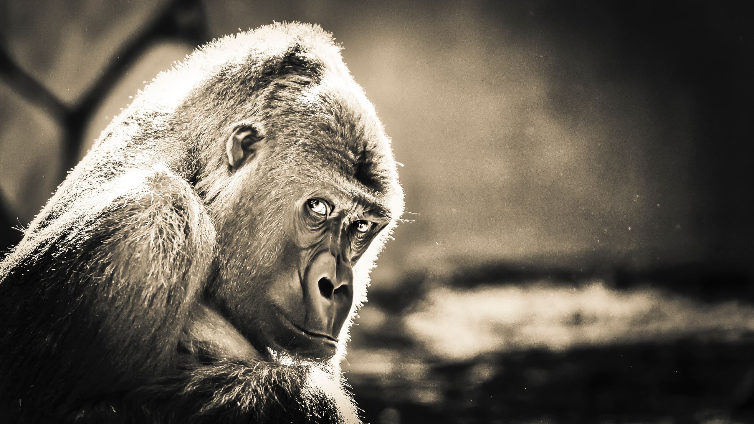 High-resolution gorilla, Stunning 4K wallpaper, Detailed imagery, Excellent picture quality, 2560x1440 HD Desktop