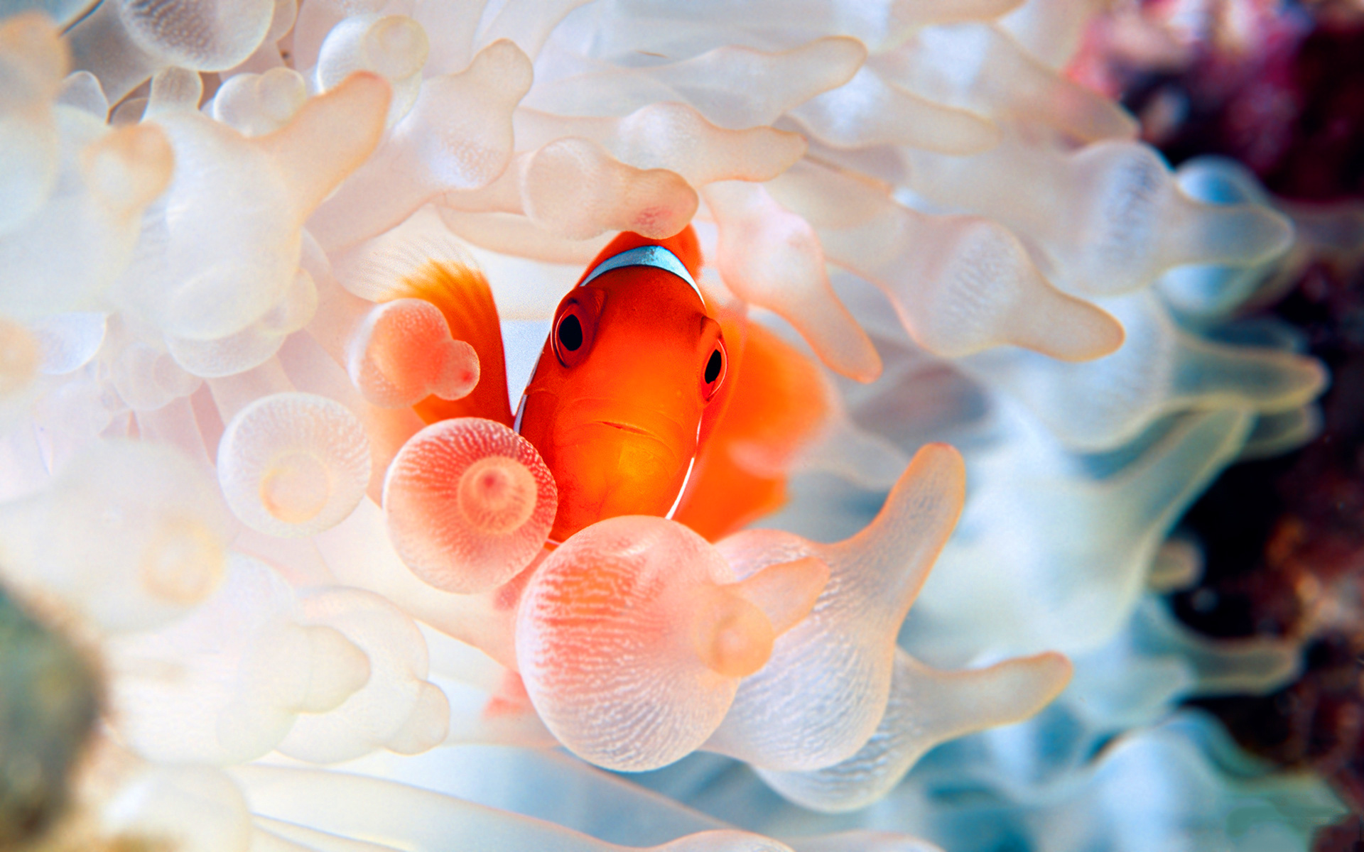 iPhone wallpaper, 4K clownfish beauty, Stunning underwater images, Colorful marine life, 1920x1200 HD Desktop