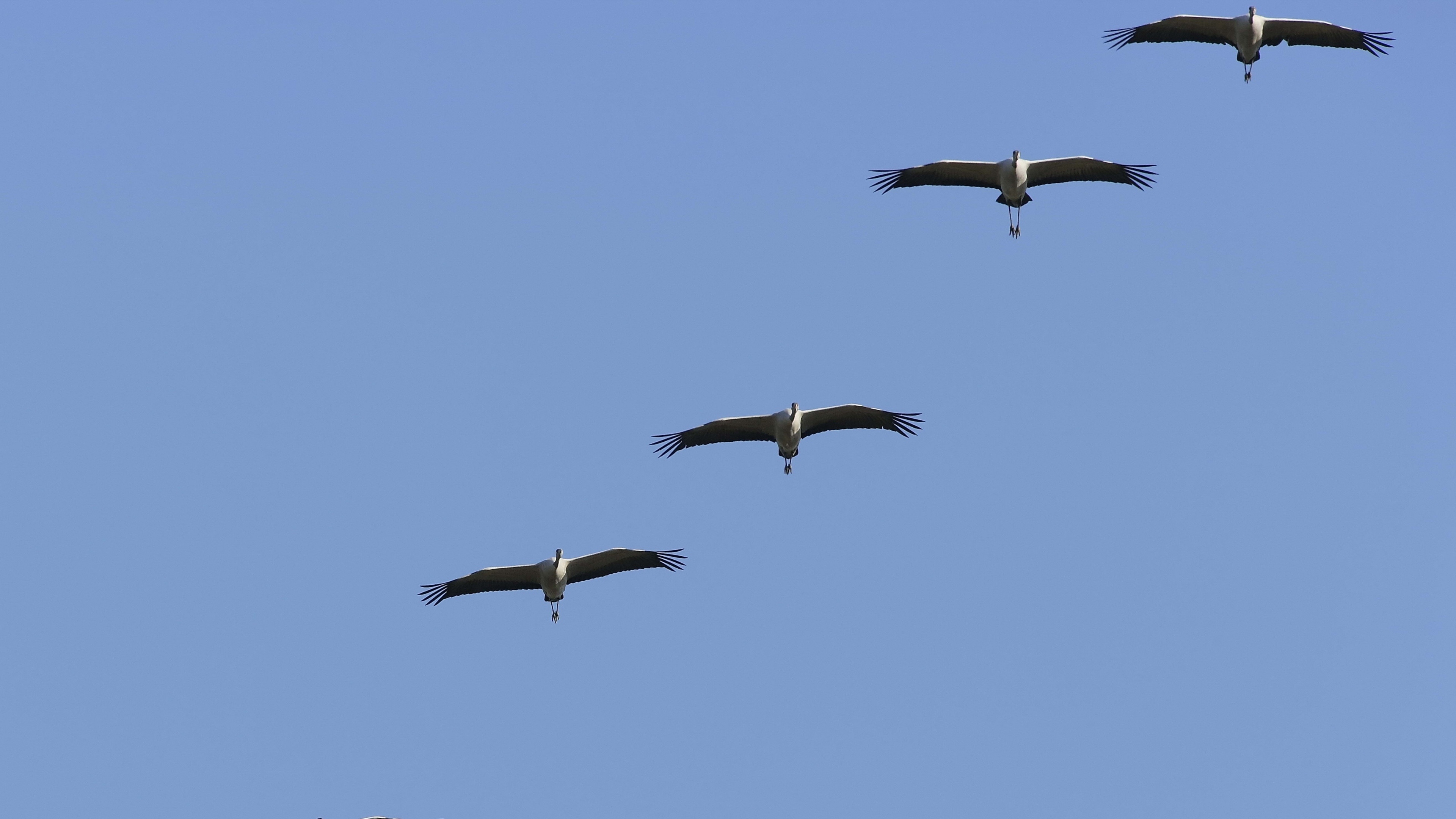 Flock of cranes, Sky backdrop, Bird wallpapers, Sharing the beauty, 3840x2160 4K Desktop