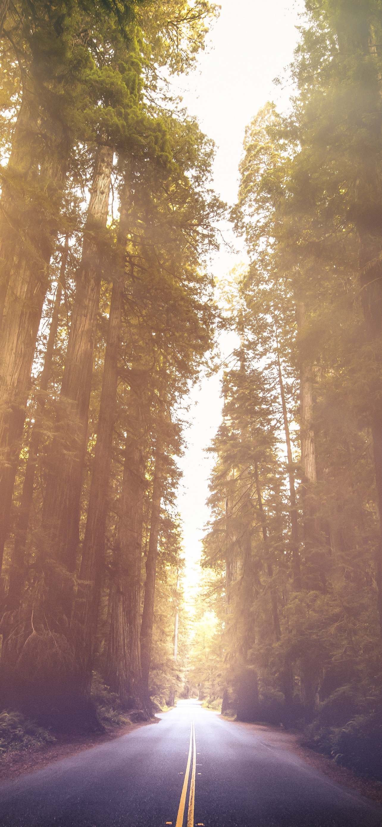 Redwoods National Park, Wallpaper 4K, California woods, Nature's beauty, 1290x2780 HD Phone