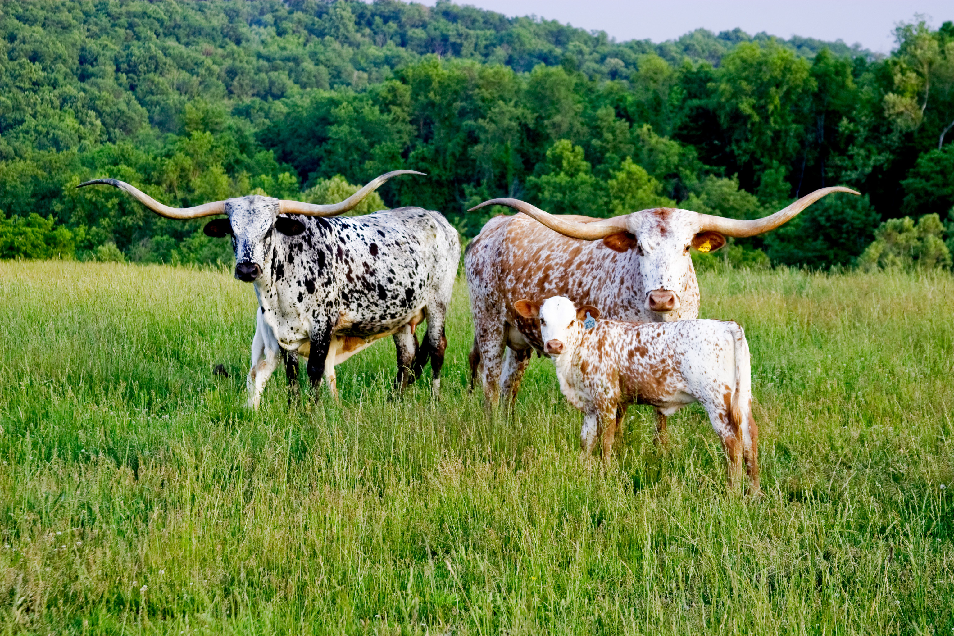 Pin Texas longhorn cattle, Longhorn cattle, Cattle wallpaper, Longhorn wallpaper, 3080x2050 HD Desktop