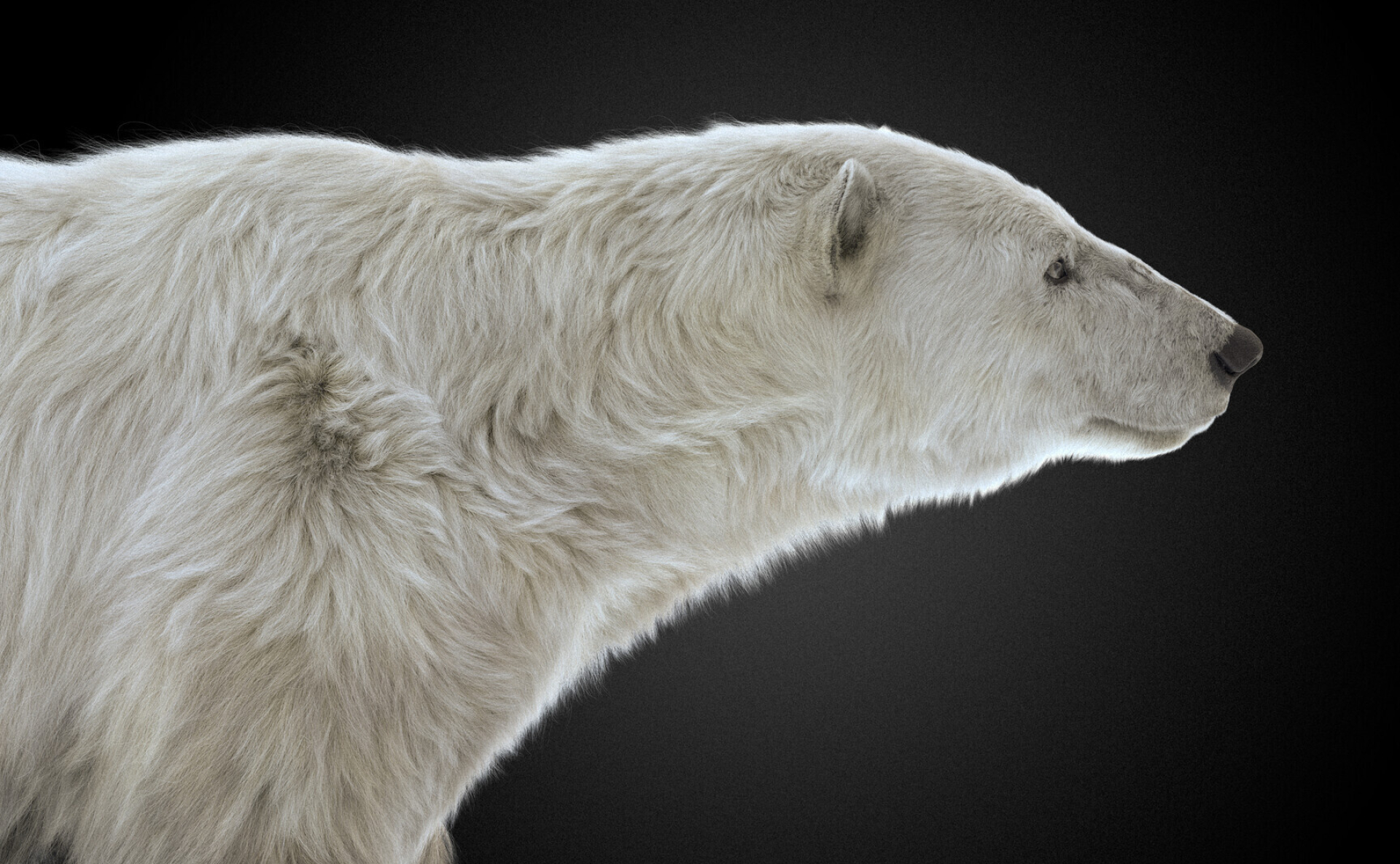 Artistic representation, Majestic polar bear, Creative vision, ArtStation showcase, 1920x1190 HD Desktop