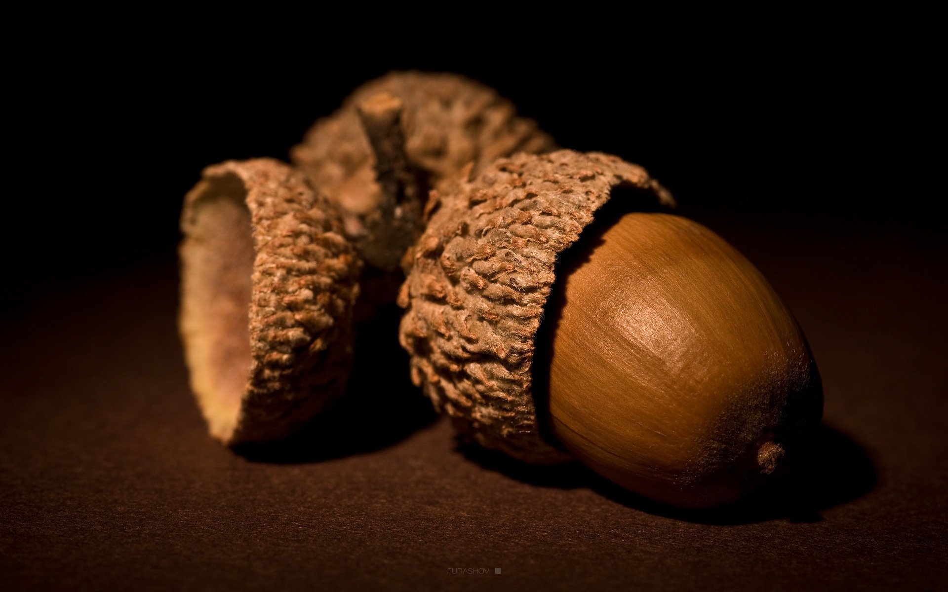 High-definition acorn, Aesthetically pleasing, Wallpapers and backgrounds, Visual delight, 1920x1200 HD Desktop