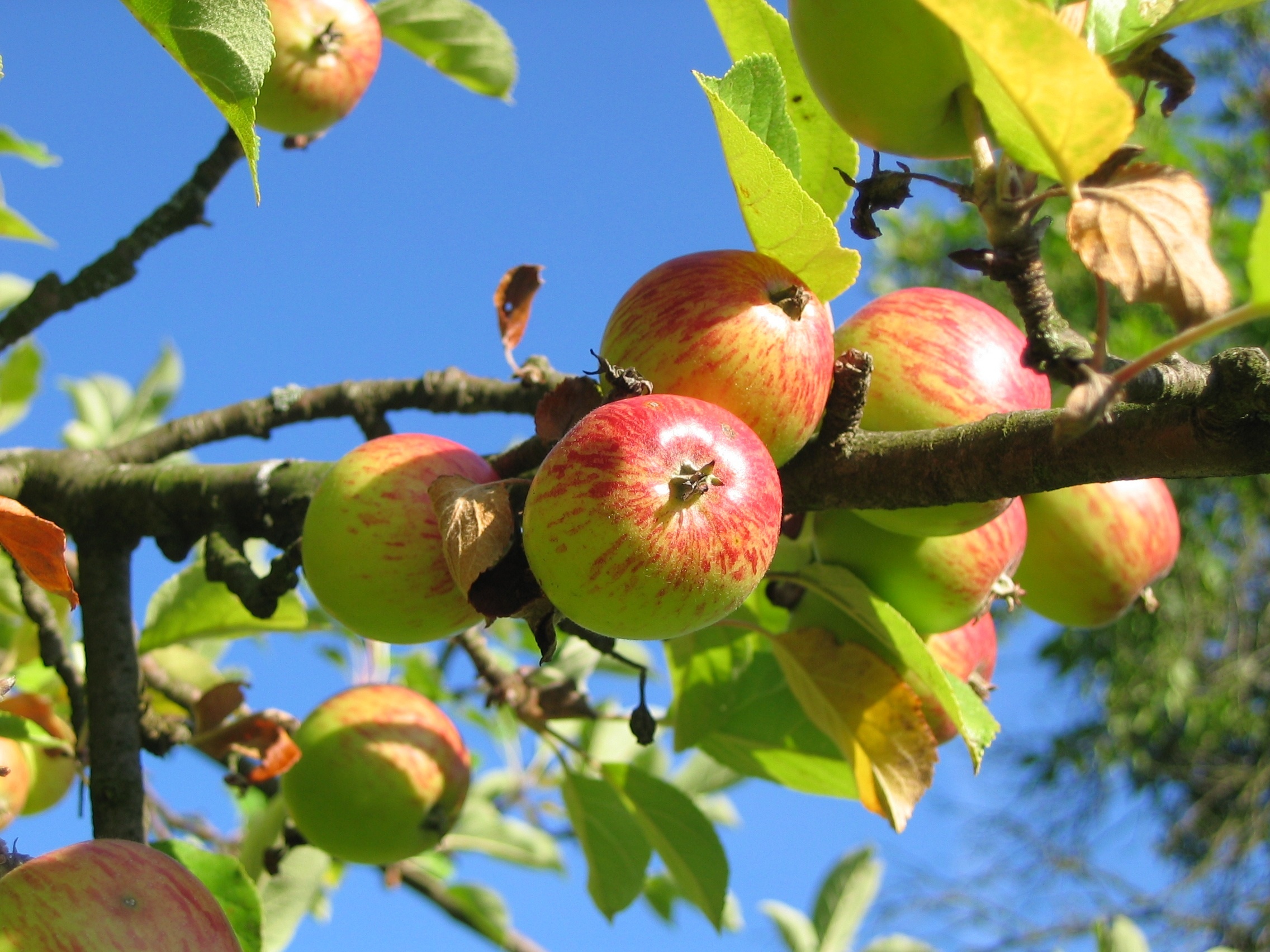 Apple Tree, Orchard apfelernte, Baumpflege greifswald, Nature, 2280x1710 HD Desktop
