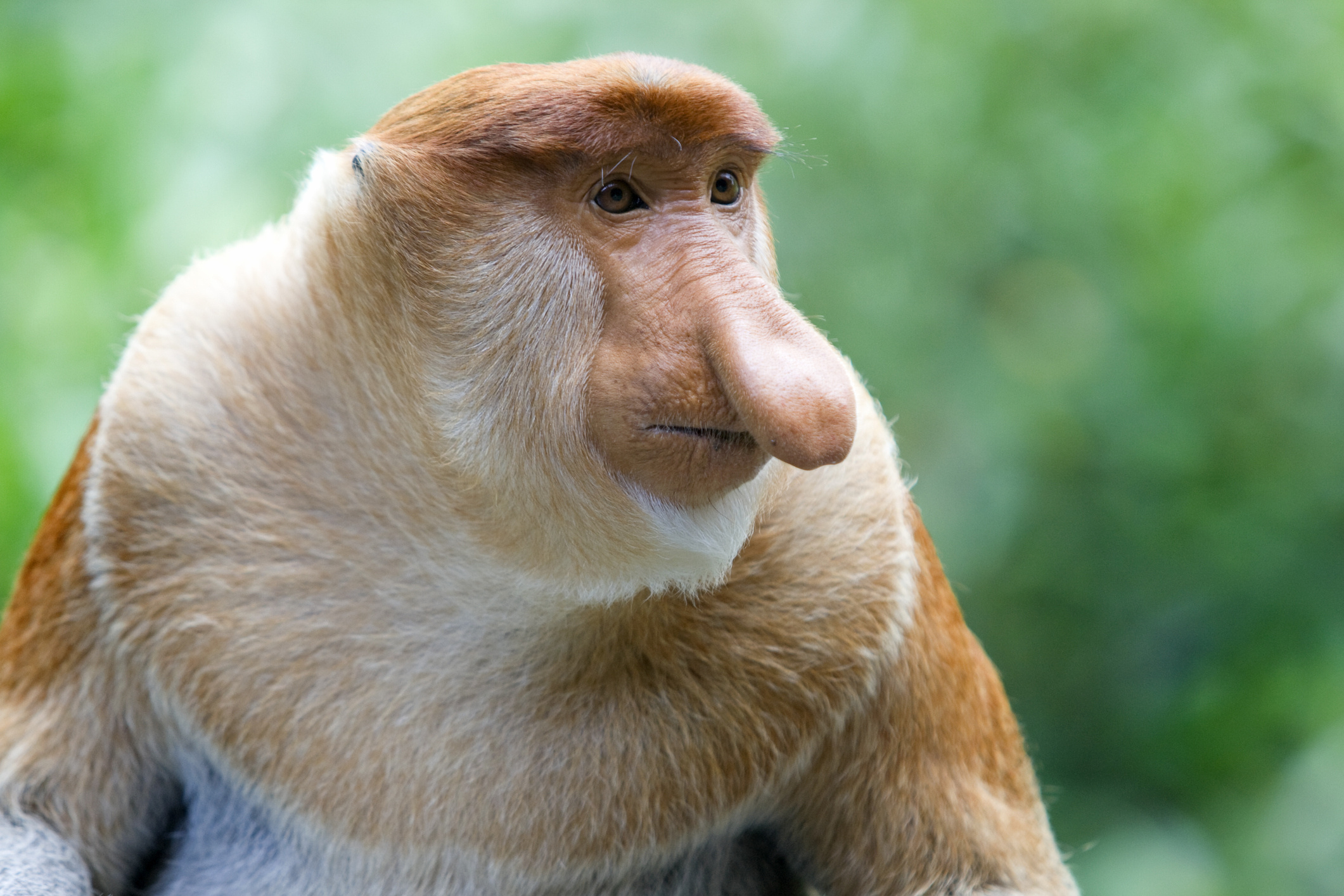 Proboscis monkey, New England Primate Conservancy, Critically endangered, 2130x1420 HD Desktop