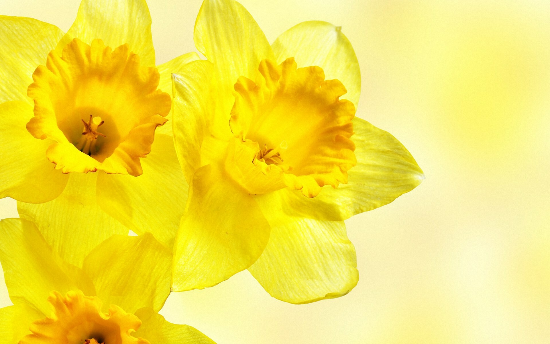 Daffodil: Because it is one of the first flowers to bloom in spring, daffodils are seen as a representation of rebirth and new beginnings. 1920x1200 HD Wallpaper.