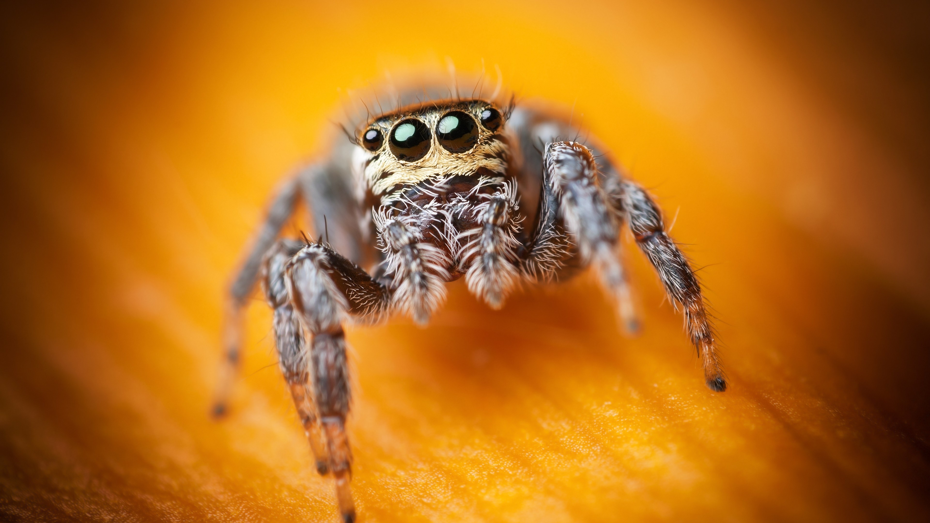 Jumping spider wallpaper, Macro photography, Black eyes, Stunning arachnid, 3840x2160 4K Desktop
