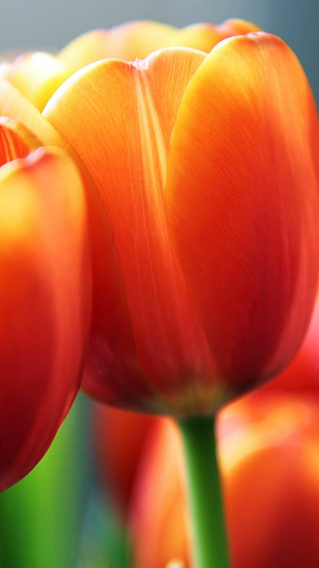 Tulip: Tulips are mainly distributed along a band corresponding to latitude 40 north, from southeast of Europe and Turkey in the west, through the Levant and the Sinai Peninsula. 1080x1920 Full HD Background.
