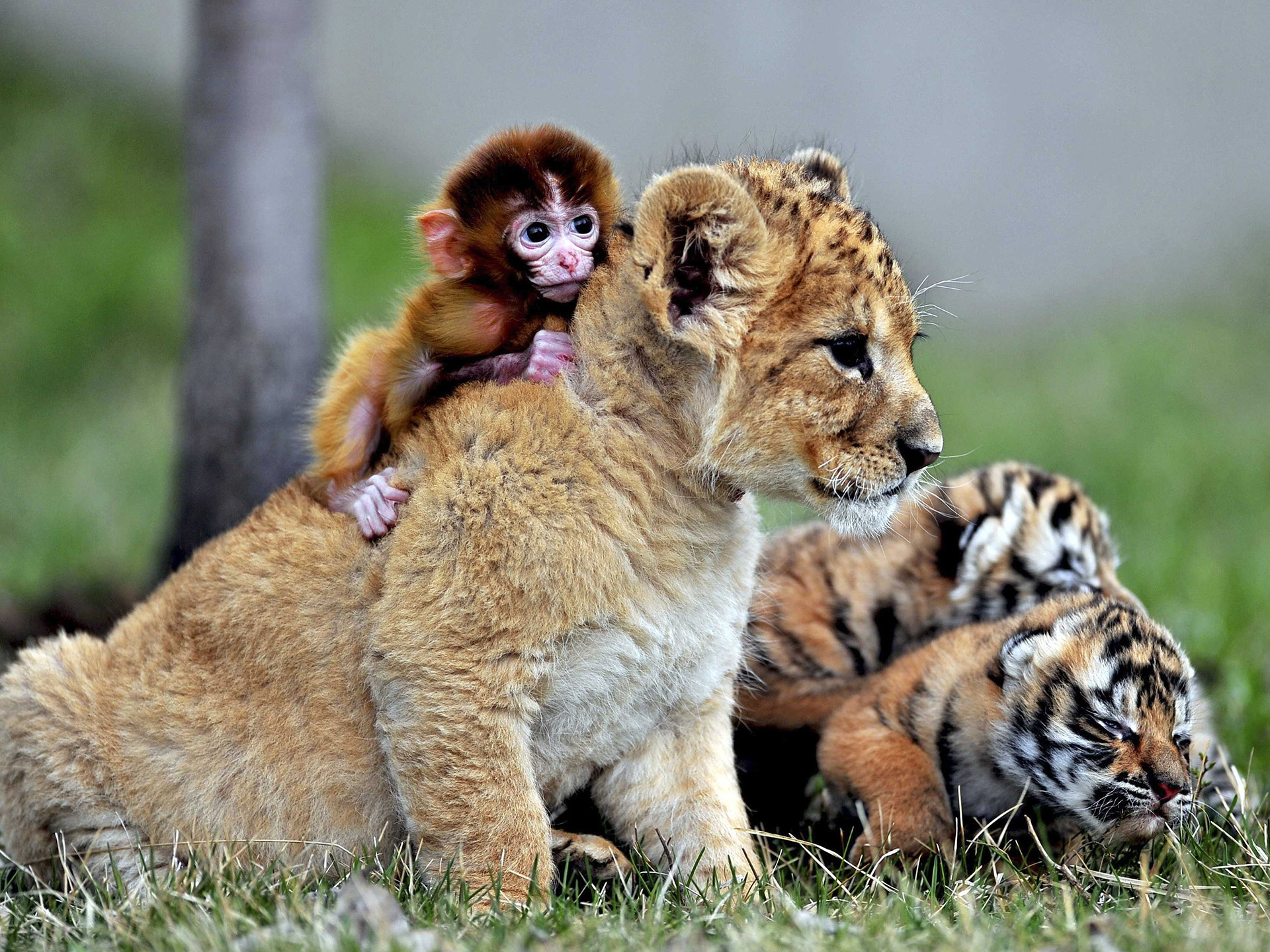Animal lion cub, Cute monkey, Baby animal wallpaper, Playful innocence, 1920x1440 HD Desktop