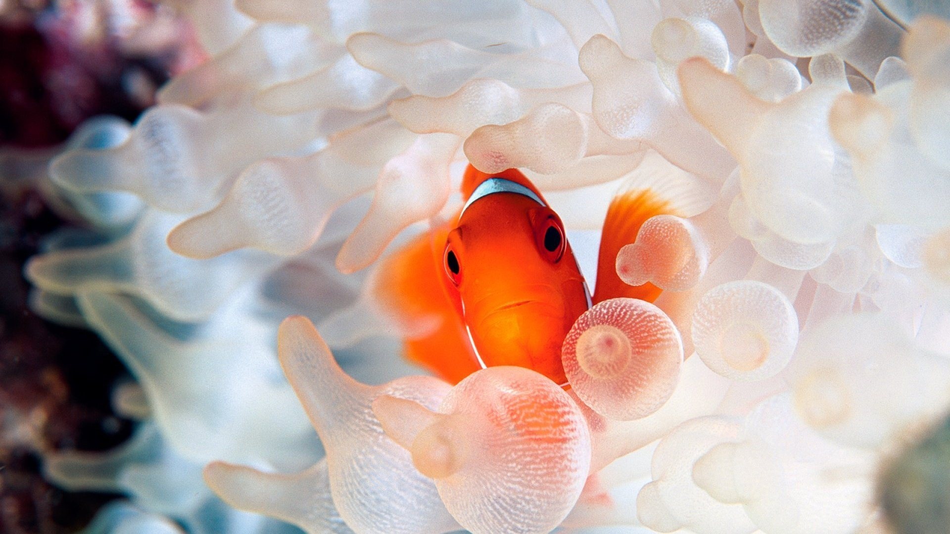 Colorful tropical fish, Underwater beauty, Exotic sea creatures, Marine life, 1920x1080 Full HD Desktop