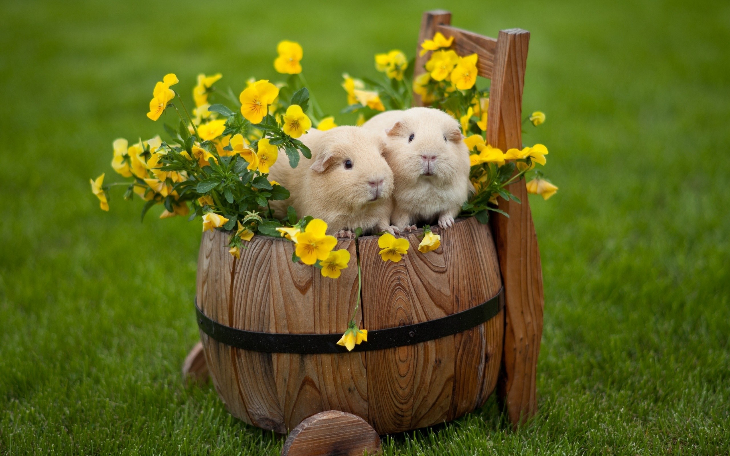 70+ Guinea Pig HD Wallpapers and Backgrounds 2560x1600