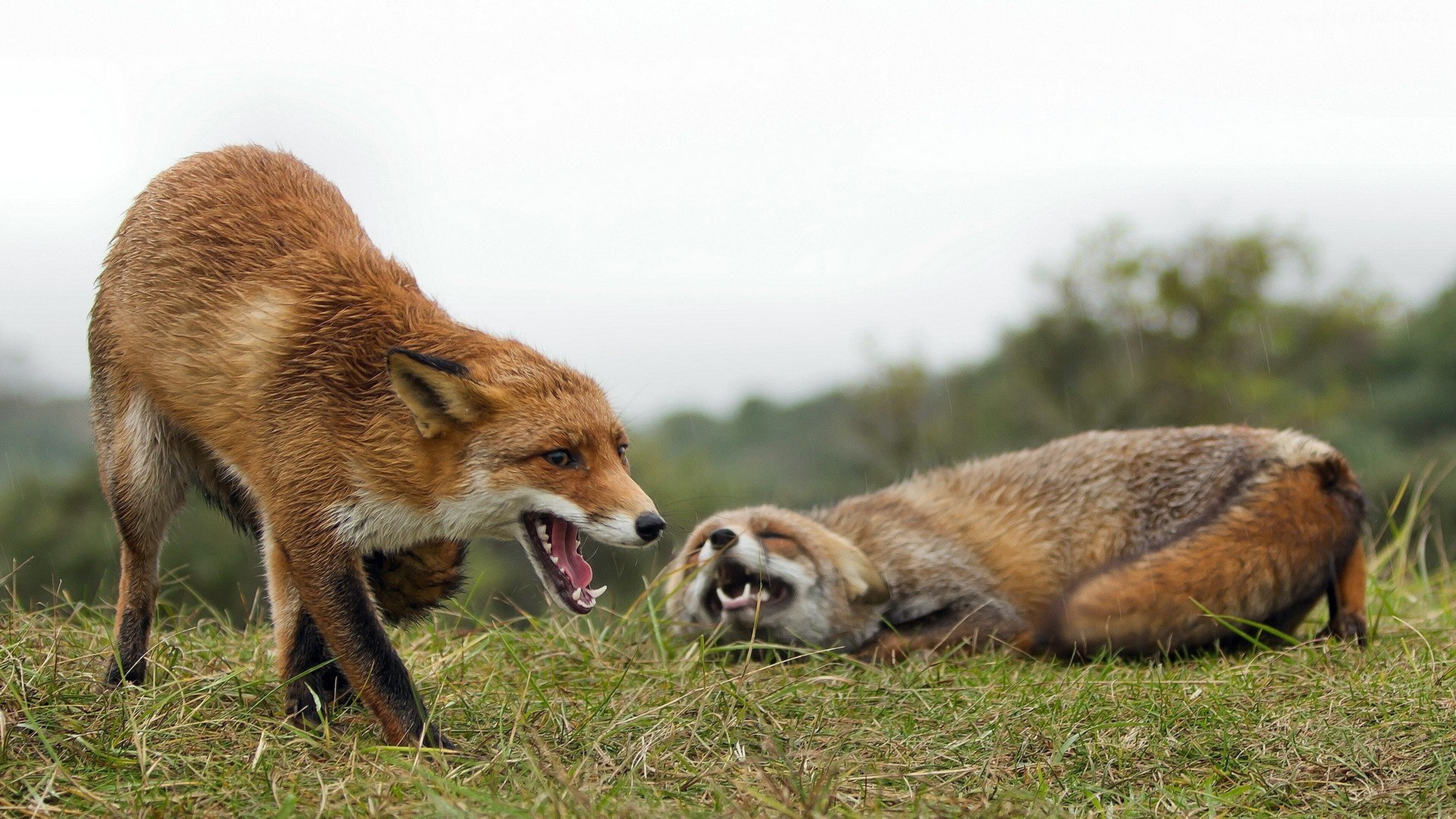 Fox: Members of the dog family, Canidae, Resembling small to medium-sized bushy-tailed dogs. 3840x2160 4K Wallpaper.