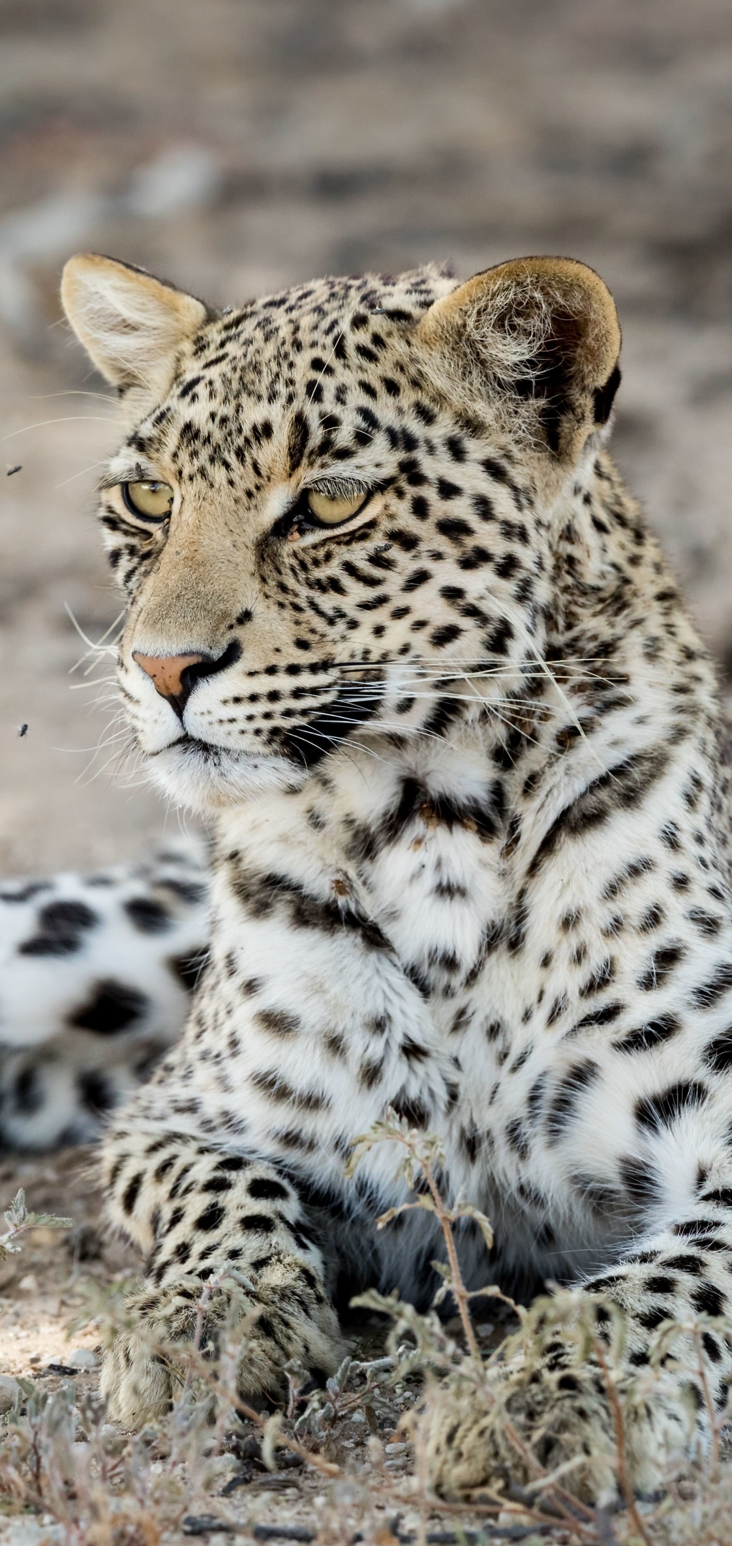 Animal leopard, Magnificent creature, 1440x3040 HD Handy
