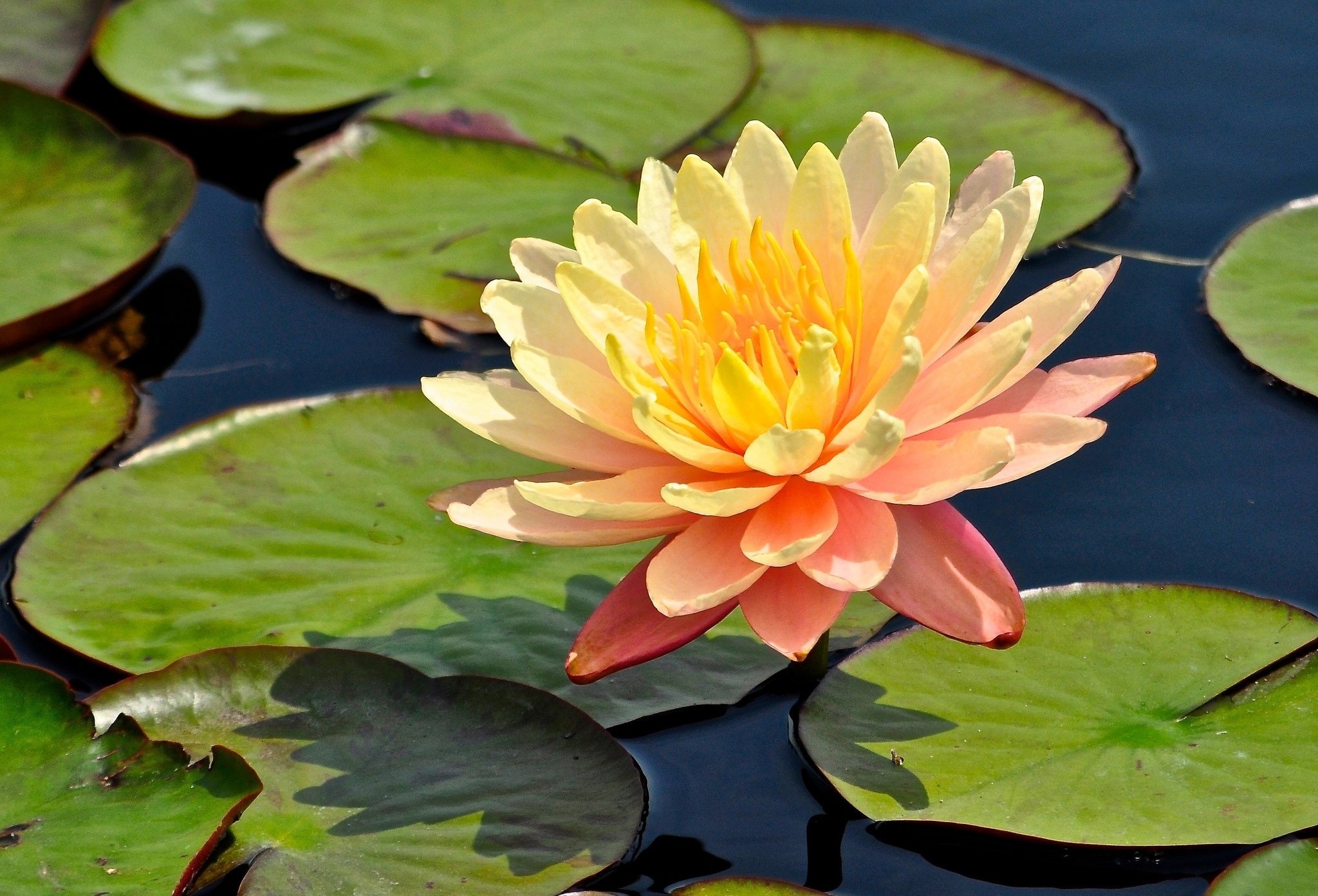 Nature, waterlily, water lily, nymphaea, 2050x1400 HD Desktop