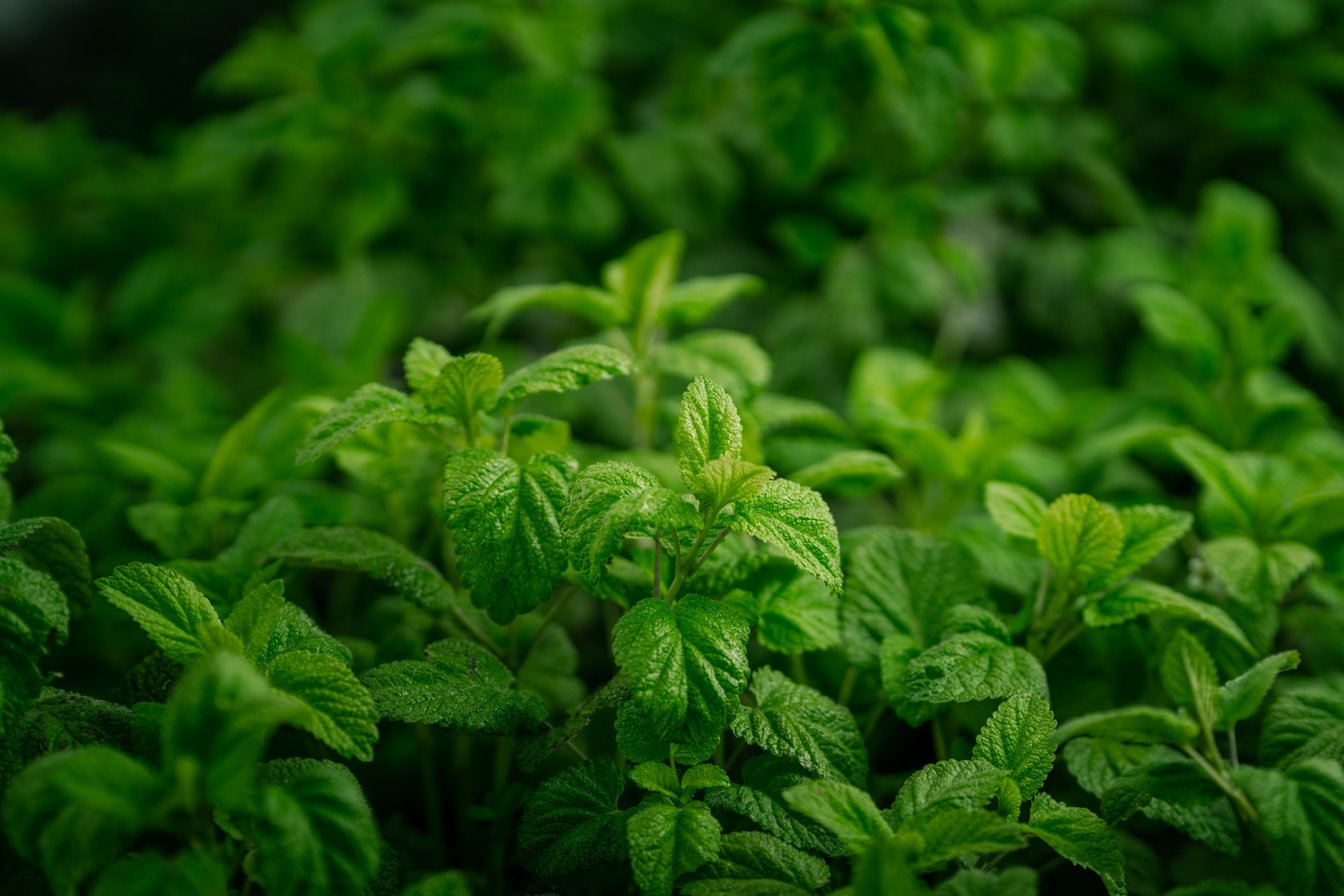 Greek organic mint, Sustainable farming, Pesticide-free, Fresh aroma, 1920x1280 HD Desktop