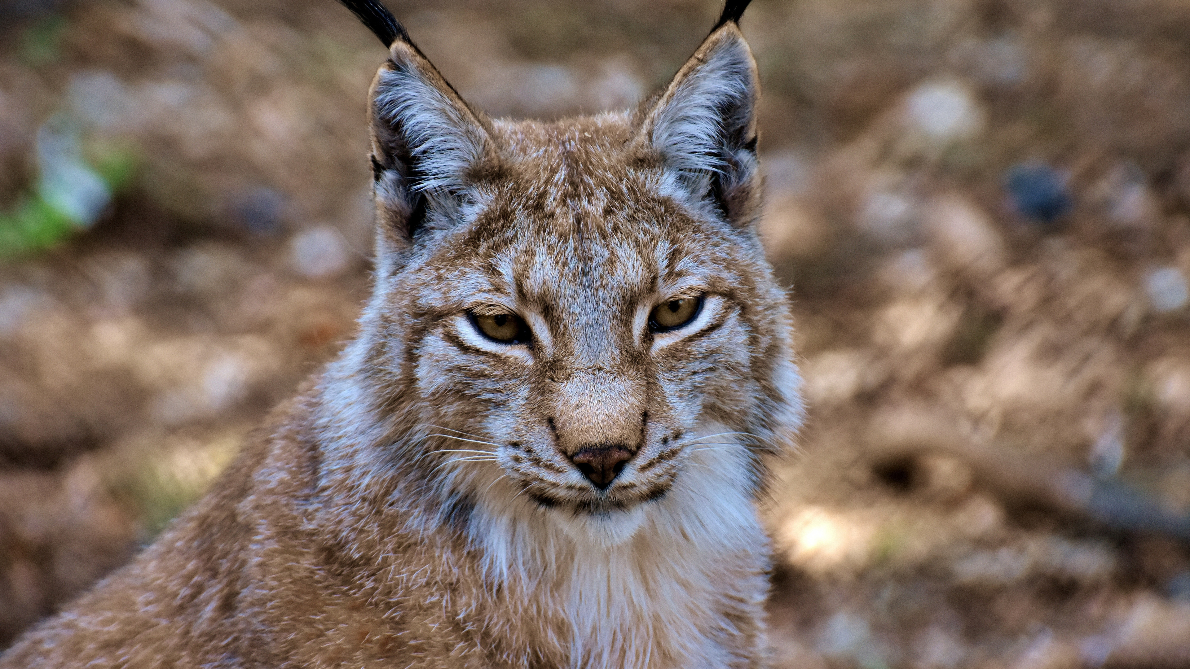 Cat wildlife, Prowling lynx, 4K wallpaper, Captivating wilderness, 3840x2160 4K Desktop