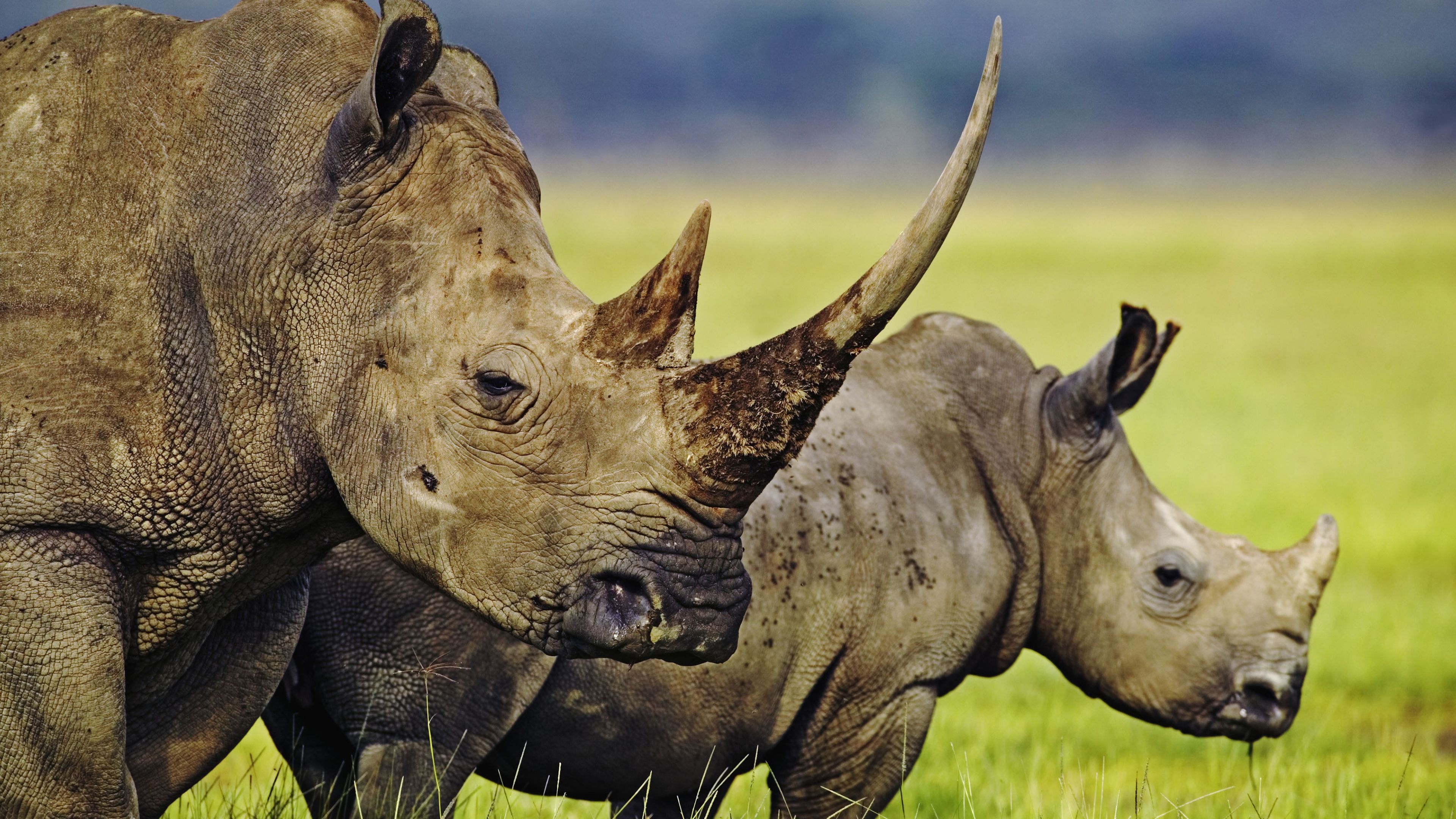 Rhino, Animals, Rhino wallpapers, Free HD, 3840x2160 4K Desktop