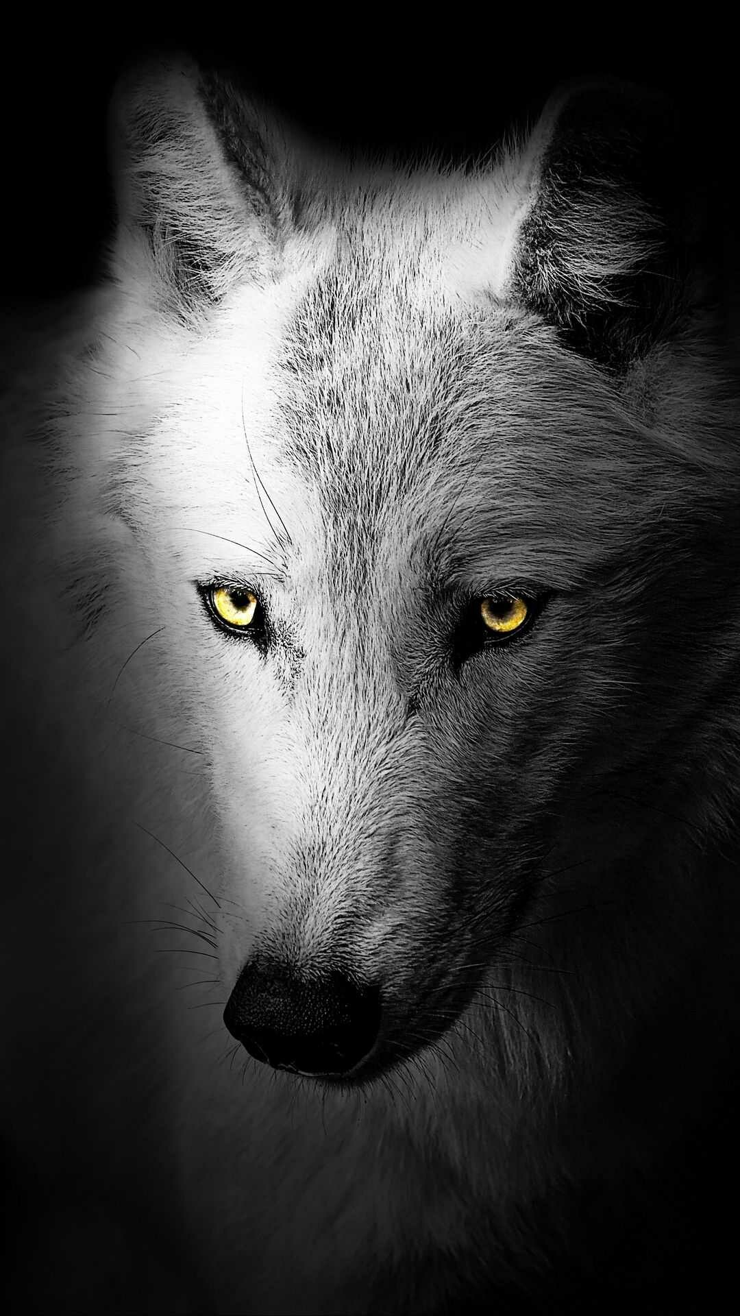 Wolf: All of a pack's adults help to care for young pups by bringing them food and watching them while others hunt. 1080x1920 Full HD Background.