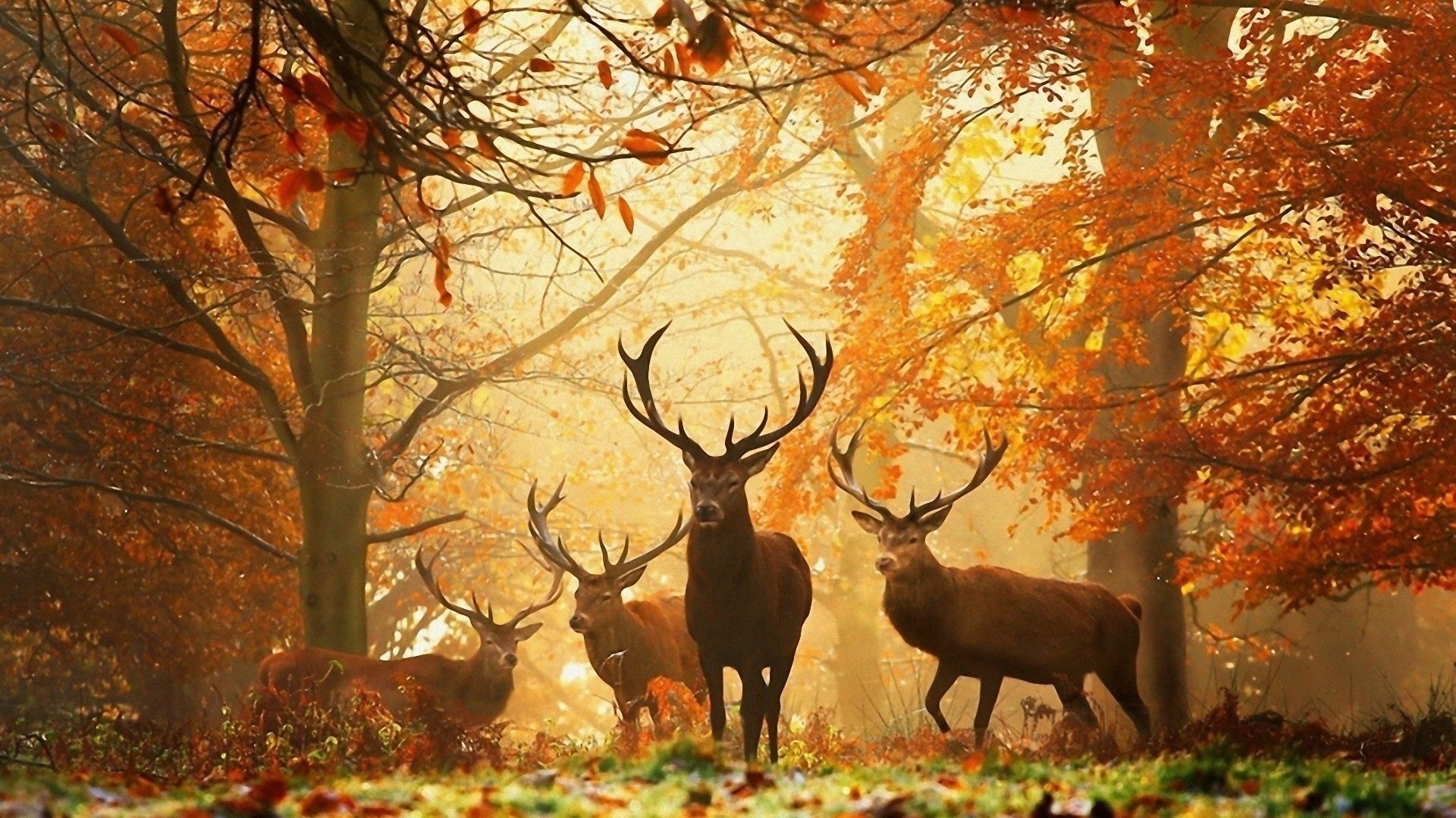 Wild deer, Striking wallpapers, Untamed beauty, Serene wilderness, 1920x1080 Full HD Desktop