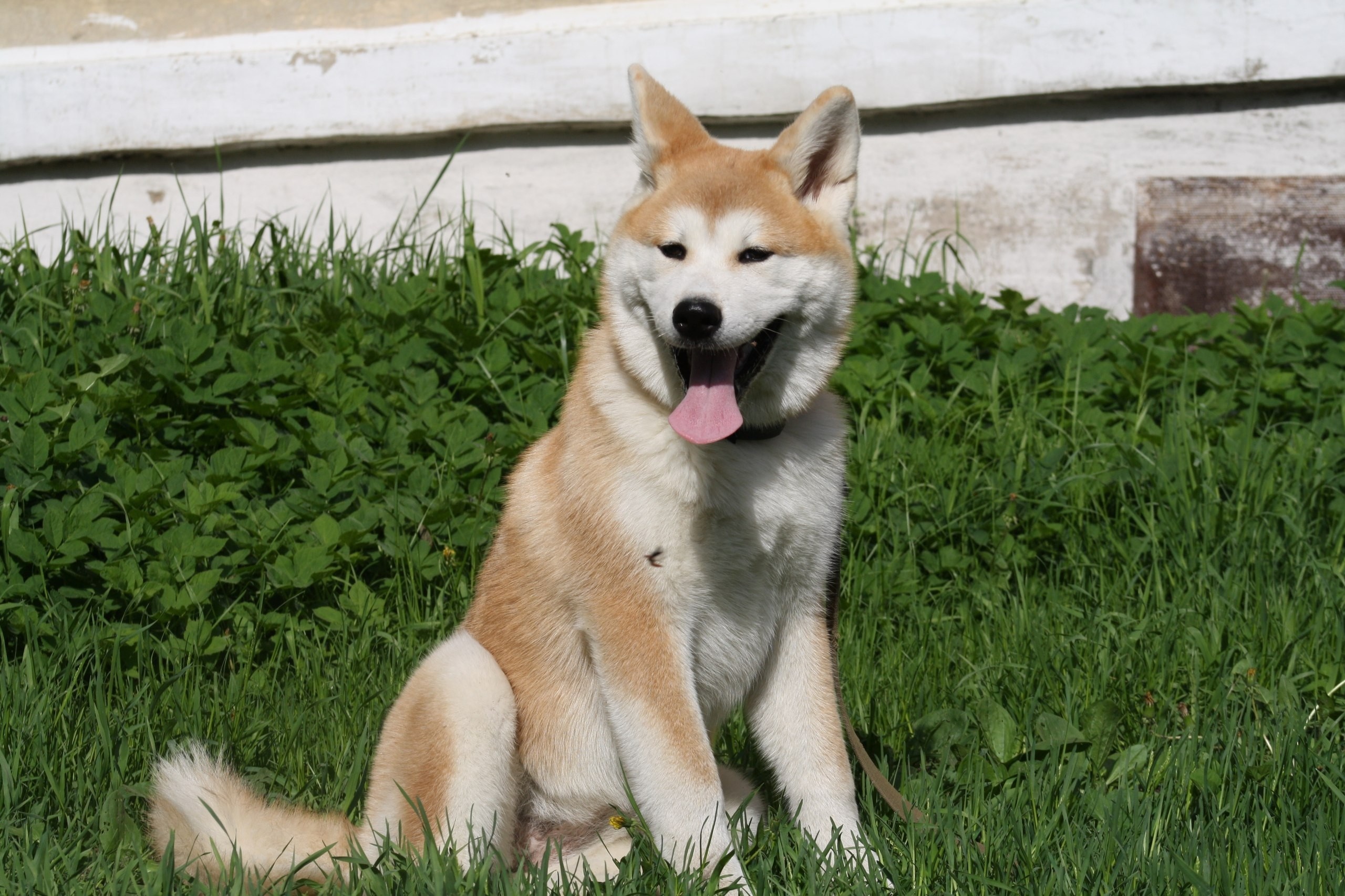 Hokkaido Dog, Christopher simpson, Akita dog wallpapers, 2560x1710 HD Desktop