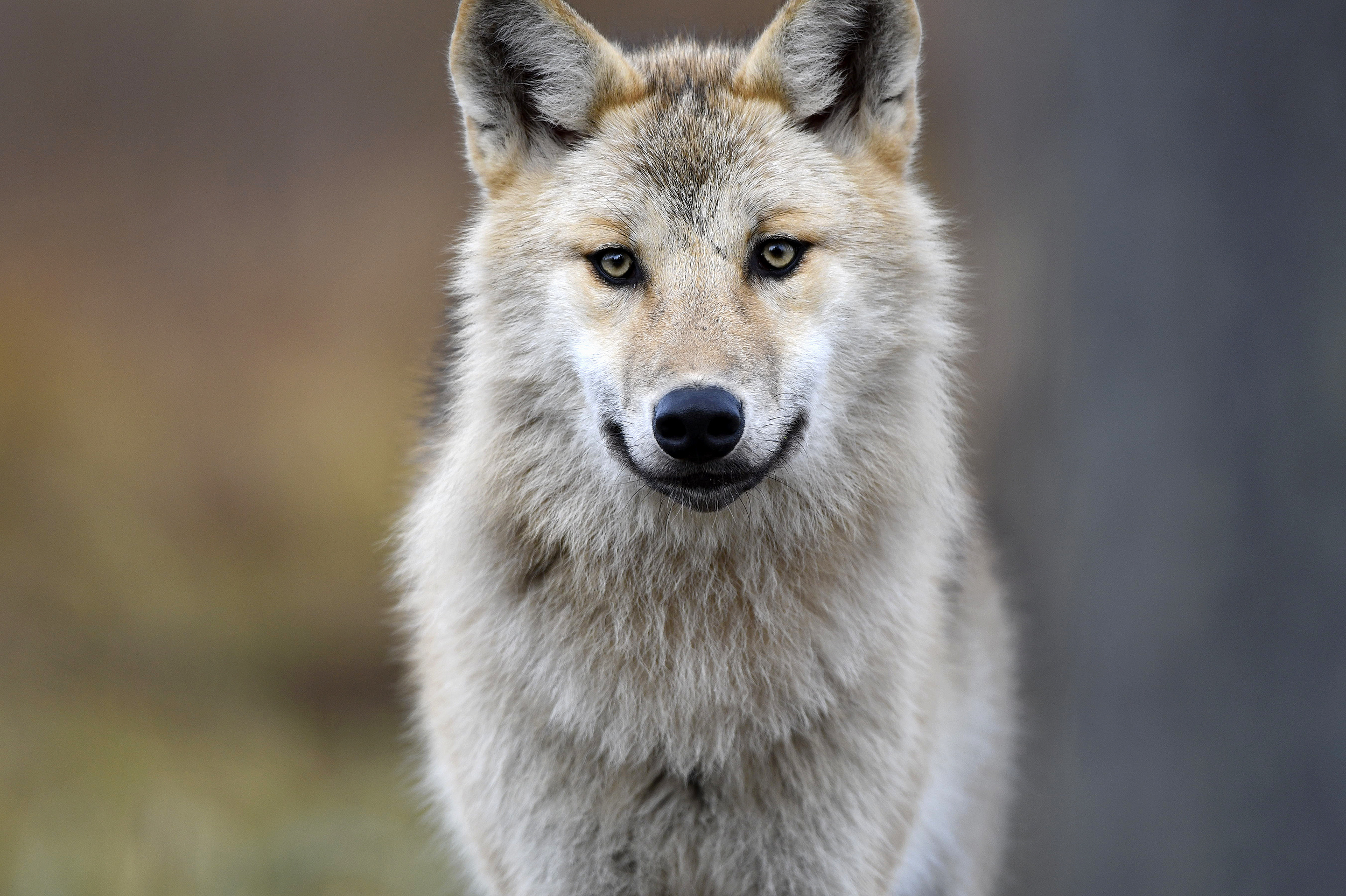 Gray Wolf: A land mammal, Living in forests, inland wetlands, shrublands, grasslands, Habitat. 2500x1670 HD Background.