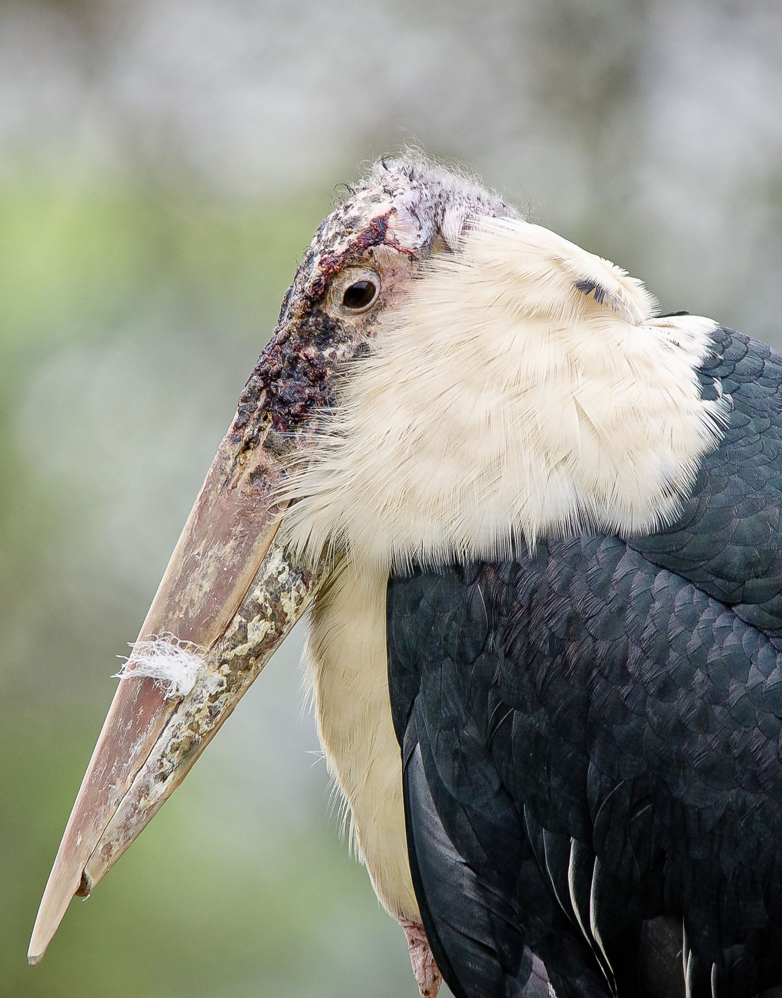 Marabou stork, Leptoptilos crumeniferus, Bird species, Animal planet, 1610x2050 HD Phone