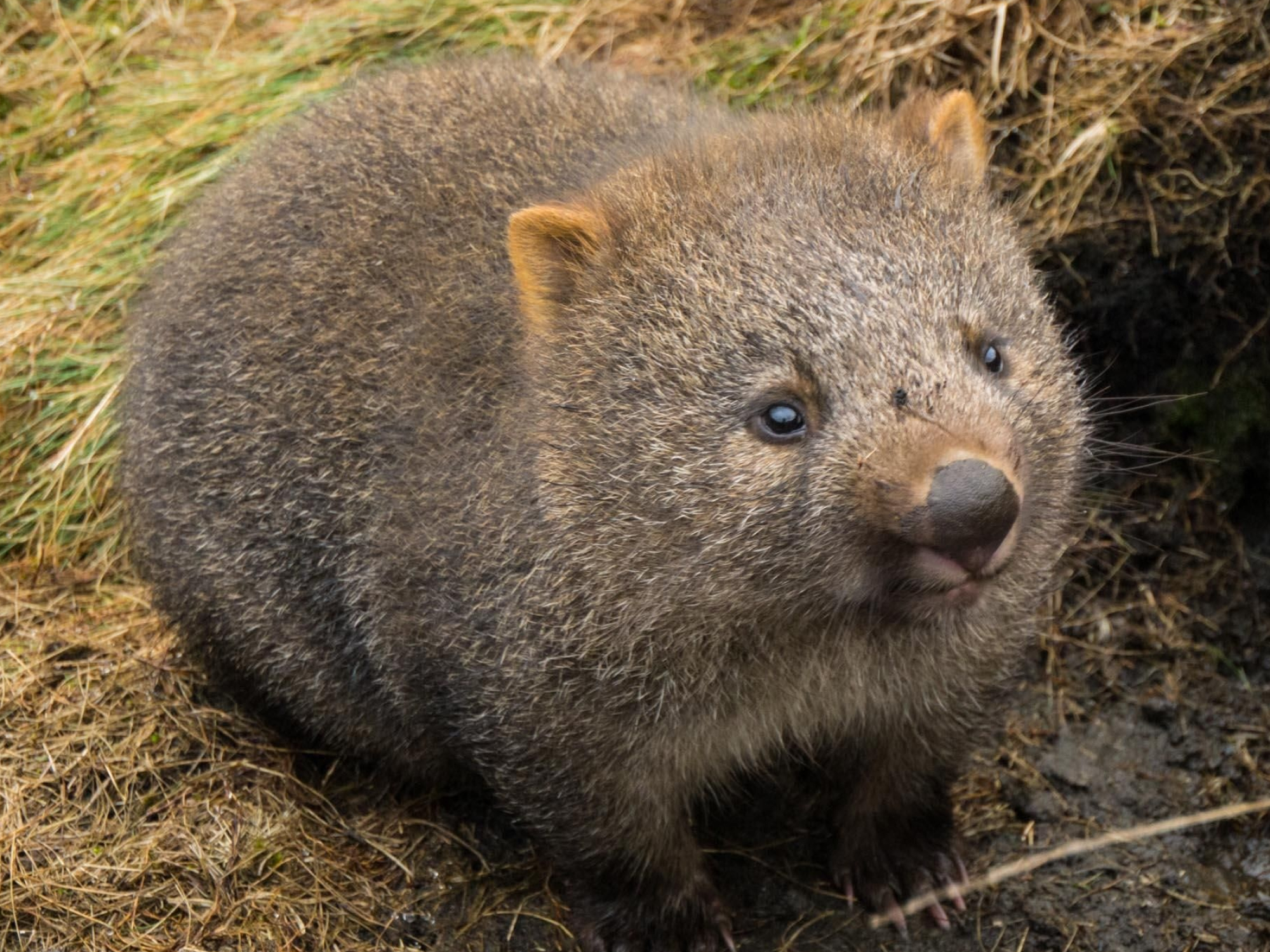 Adorable wombat, Cute animal photos, Best friends, 2000x1500 HD Desktop