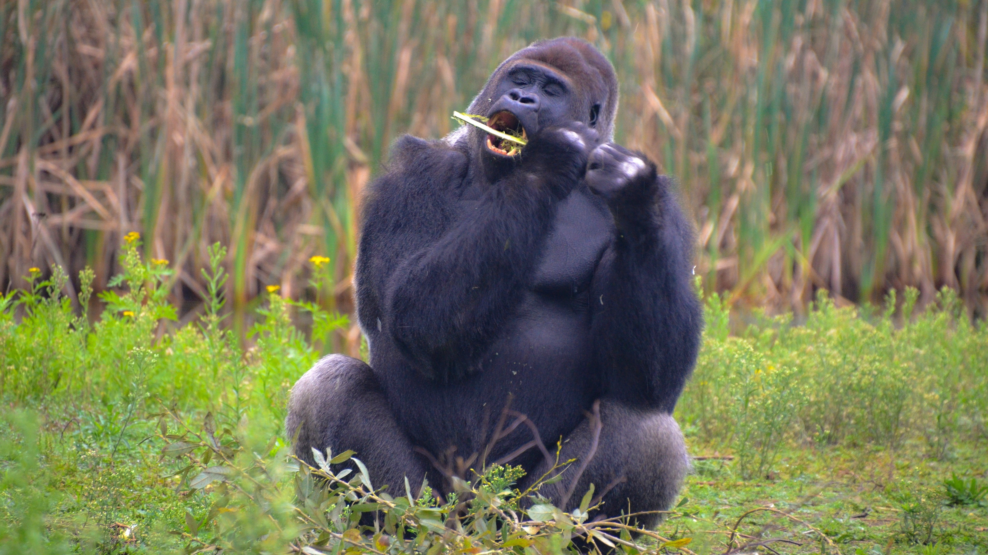 Gorilla in Africa, Incredible wildlife photo, Animal photography, Nature's beauty, 3840x2160 4K Desktop