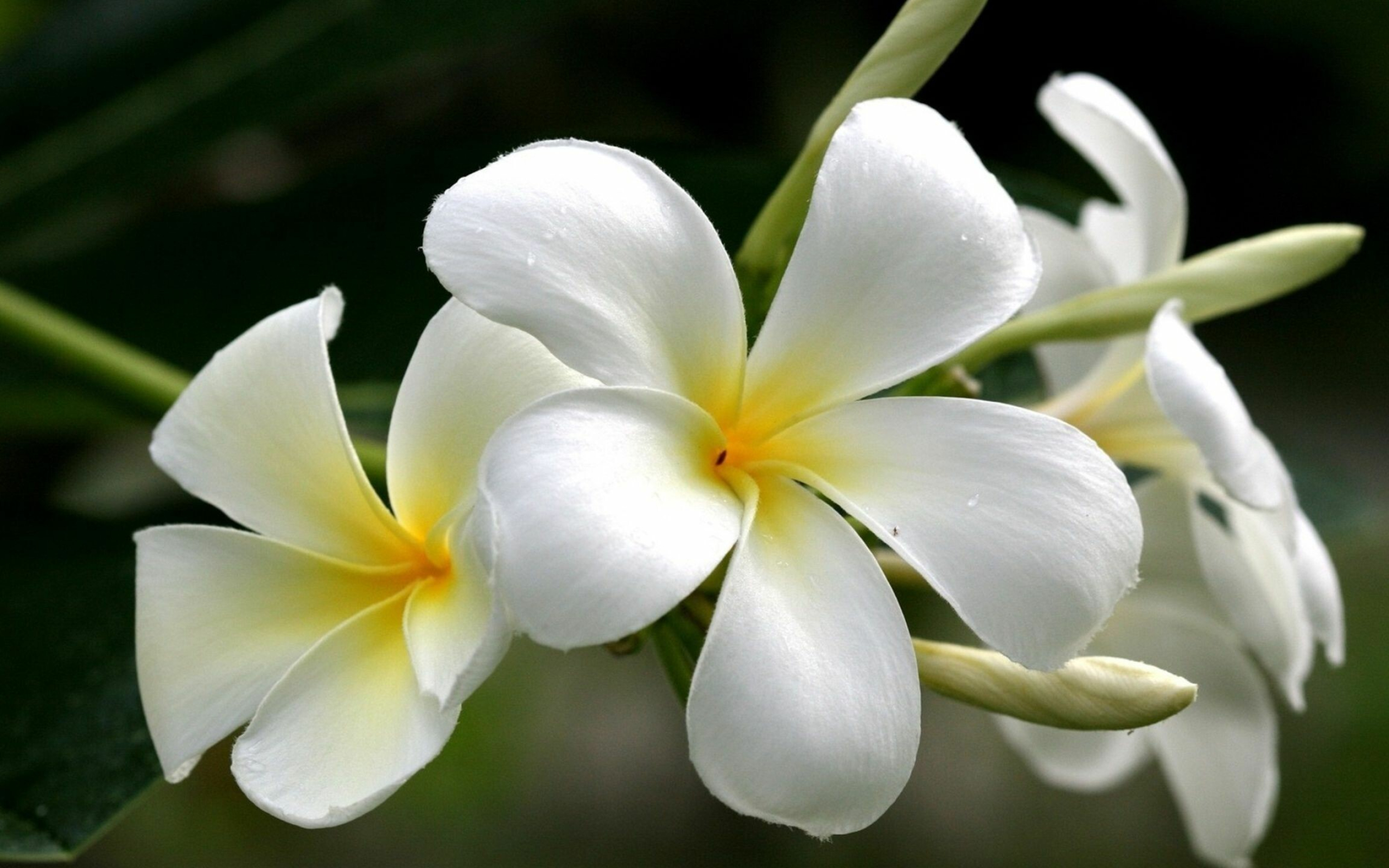 Frangipani Flower: In Sri Lankan tradition, plumeria is associated with worship. 2560x1600 HD Background.