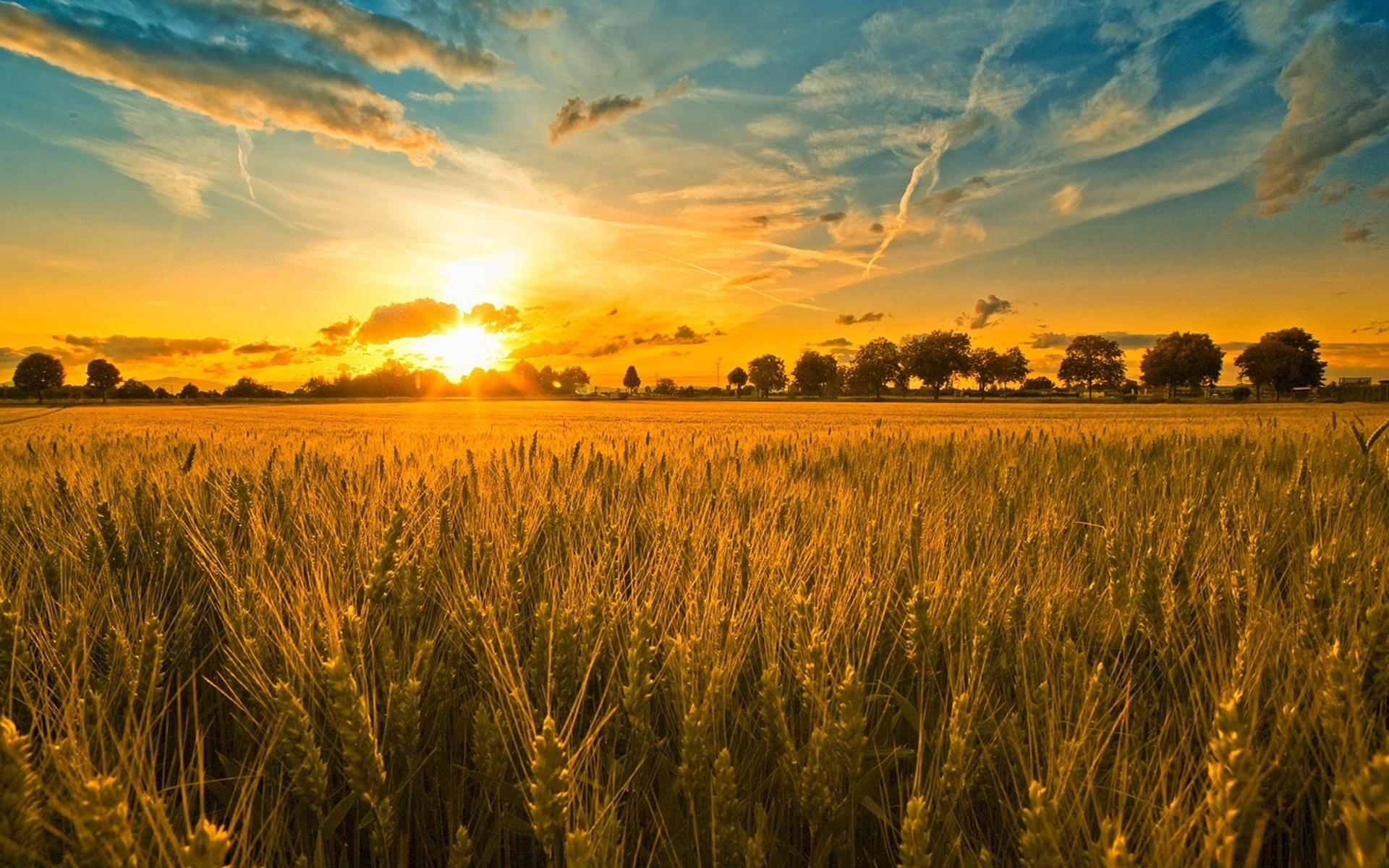 Farm: Land used for agriculture production, Wheat head. 1920x1200 HD Wallpaper.