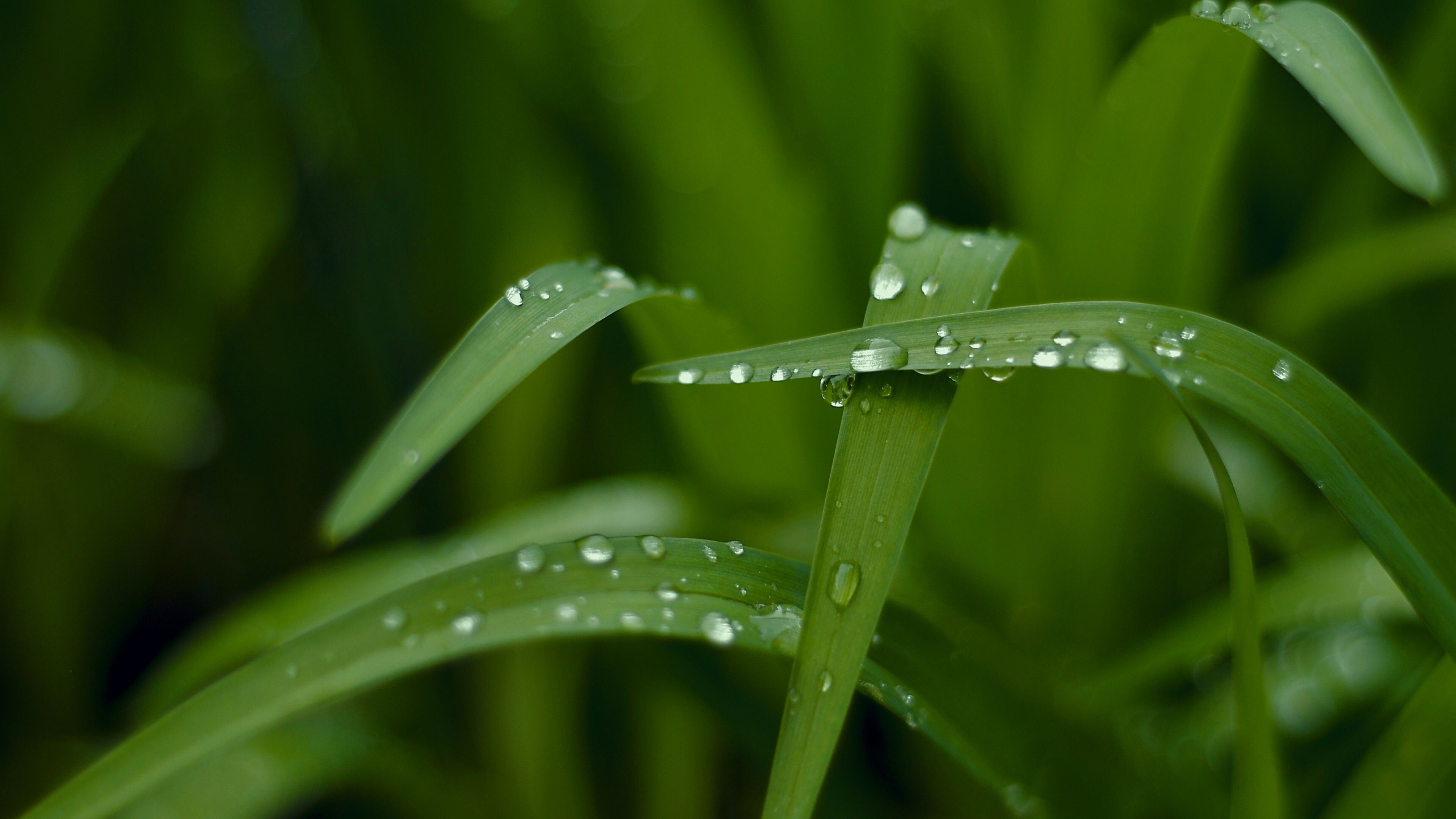 Go Green: Dew, Tiny liquid water droplets clinging to the blades of grass, The beauty of nature. 3840x2160 4K Background.