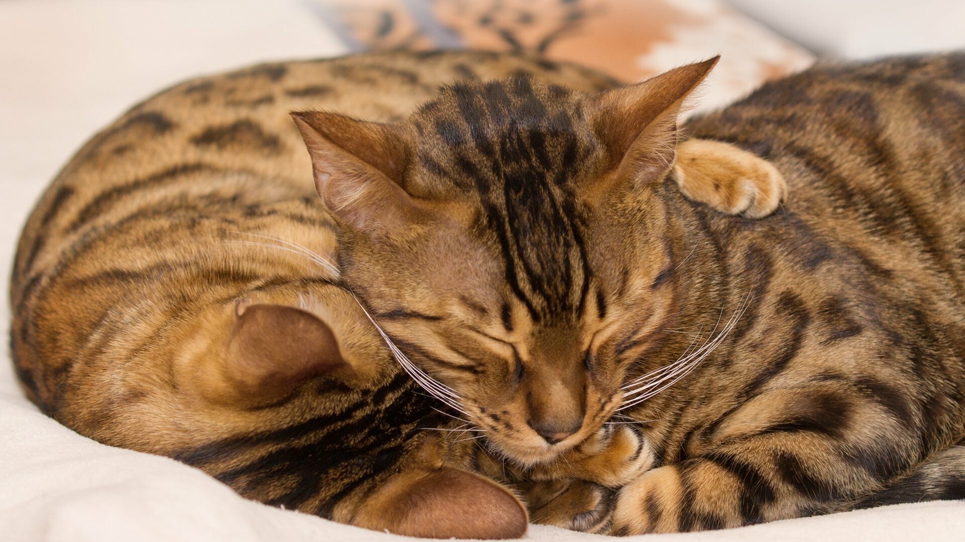 Bengal Cat: Initially they were a cross between Asian Leopard cats and domestic cats. 1920x1080 Full HD Background.