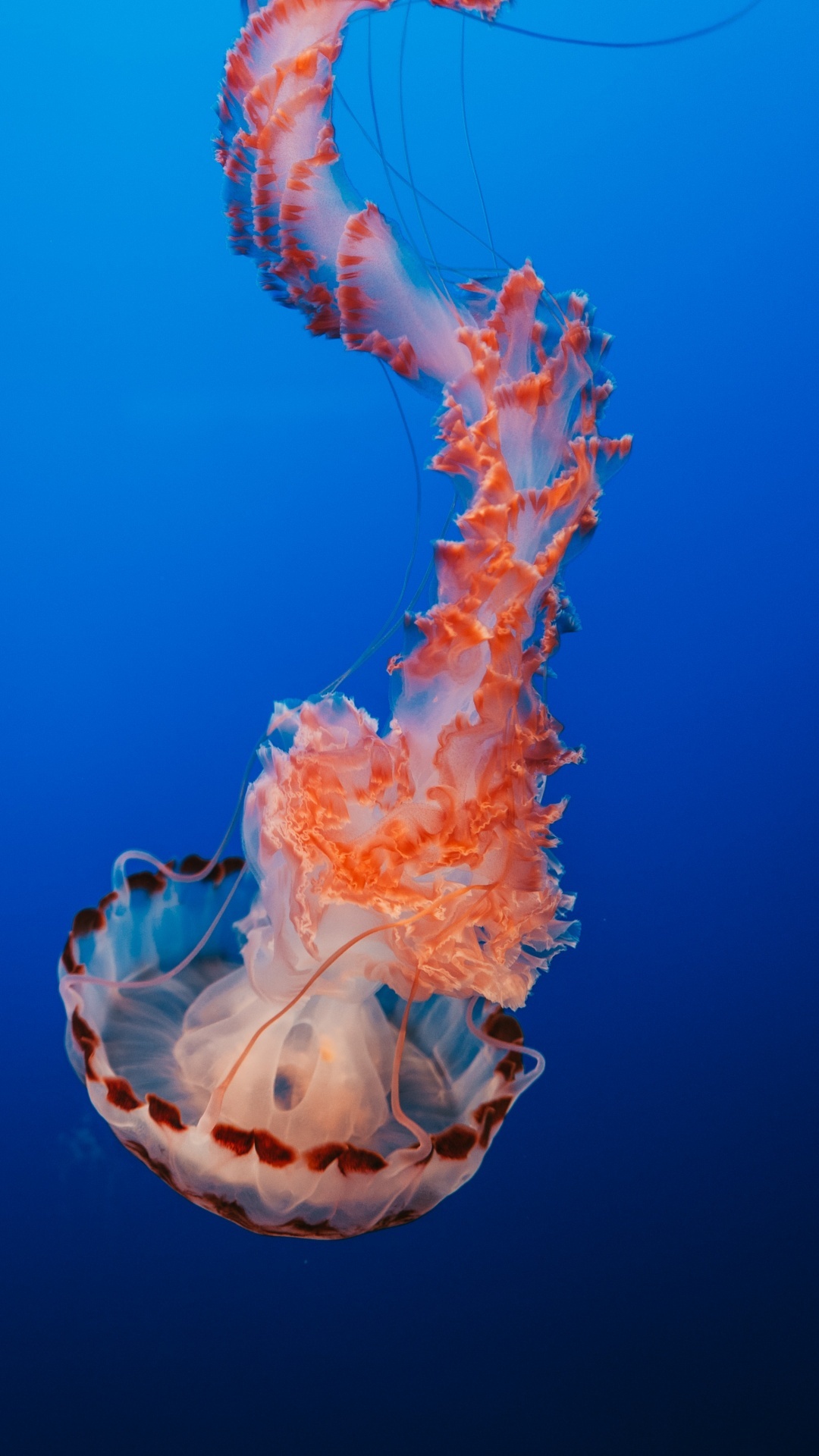 Stunning jellyfish wallpaper, Vibrant orange and blue colors, Aquarium ambiance, Underwater beauty, 1080x1920 Full HD Phone